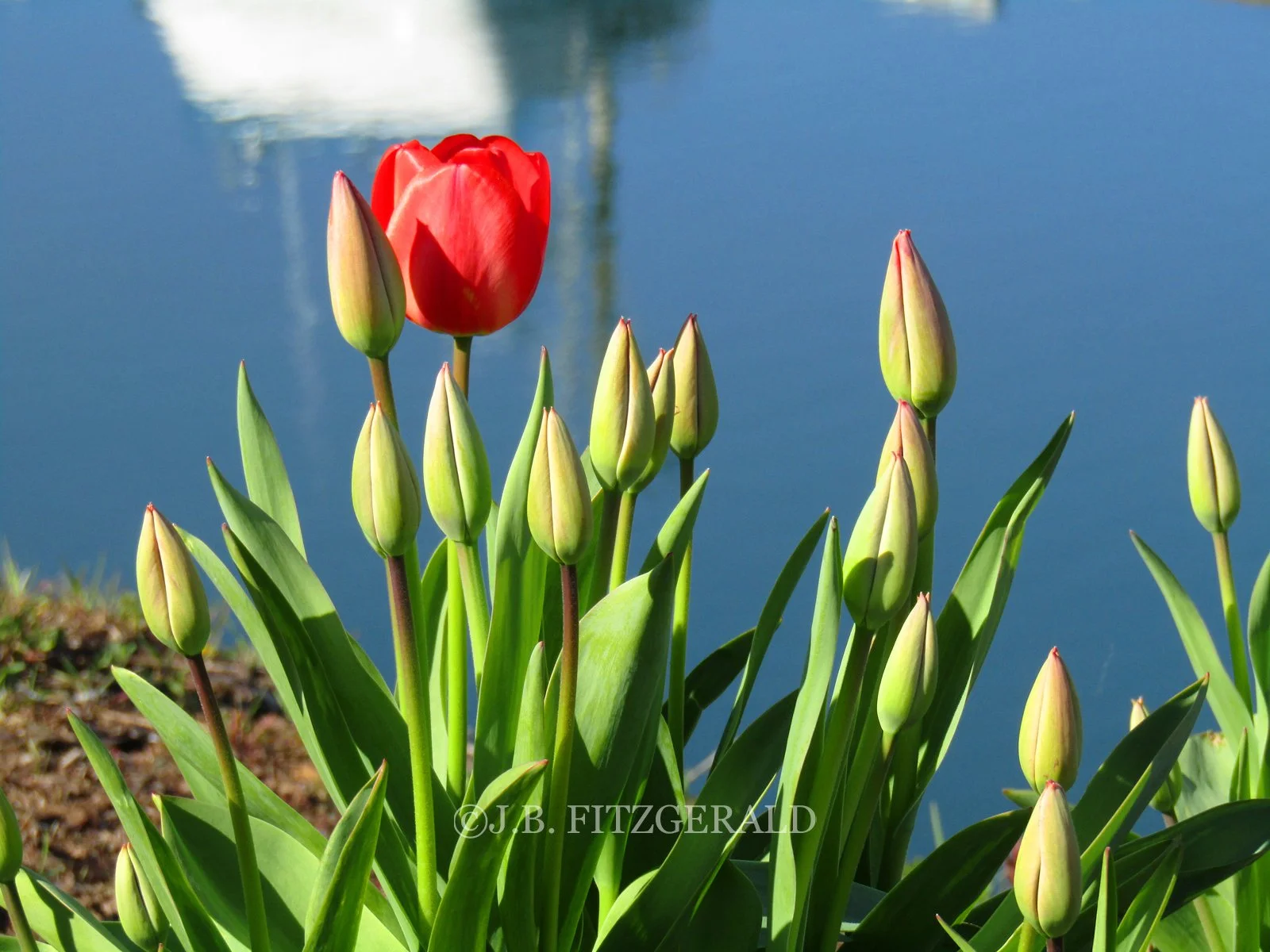 Tulips Against the Water, How to Guarantee a Happy Birthday, J.B. Fitzgerald, jbfitzgeraldbooks.com