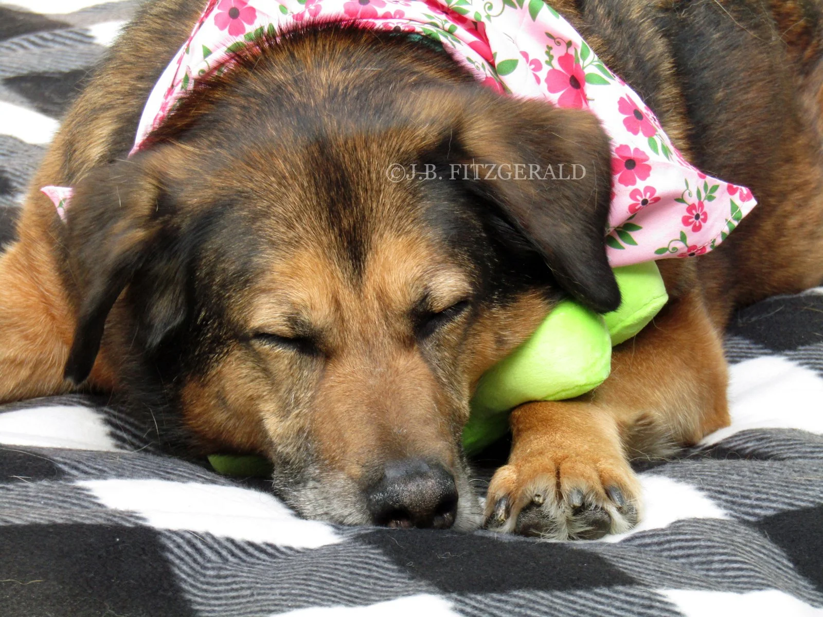 Miss Maisie Moon and her Peep, Swing Fling in the Spring, J.B. Fitzgerald, jbfitzgeraldbooks.com