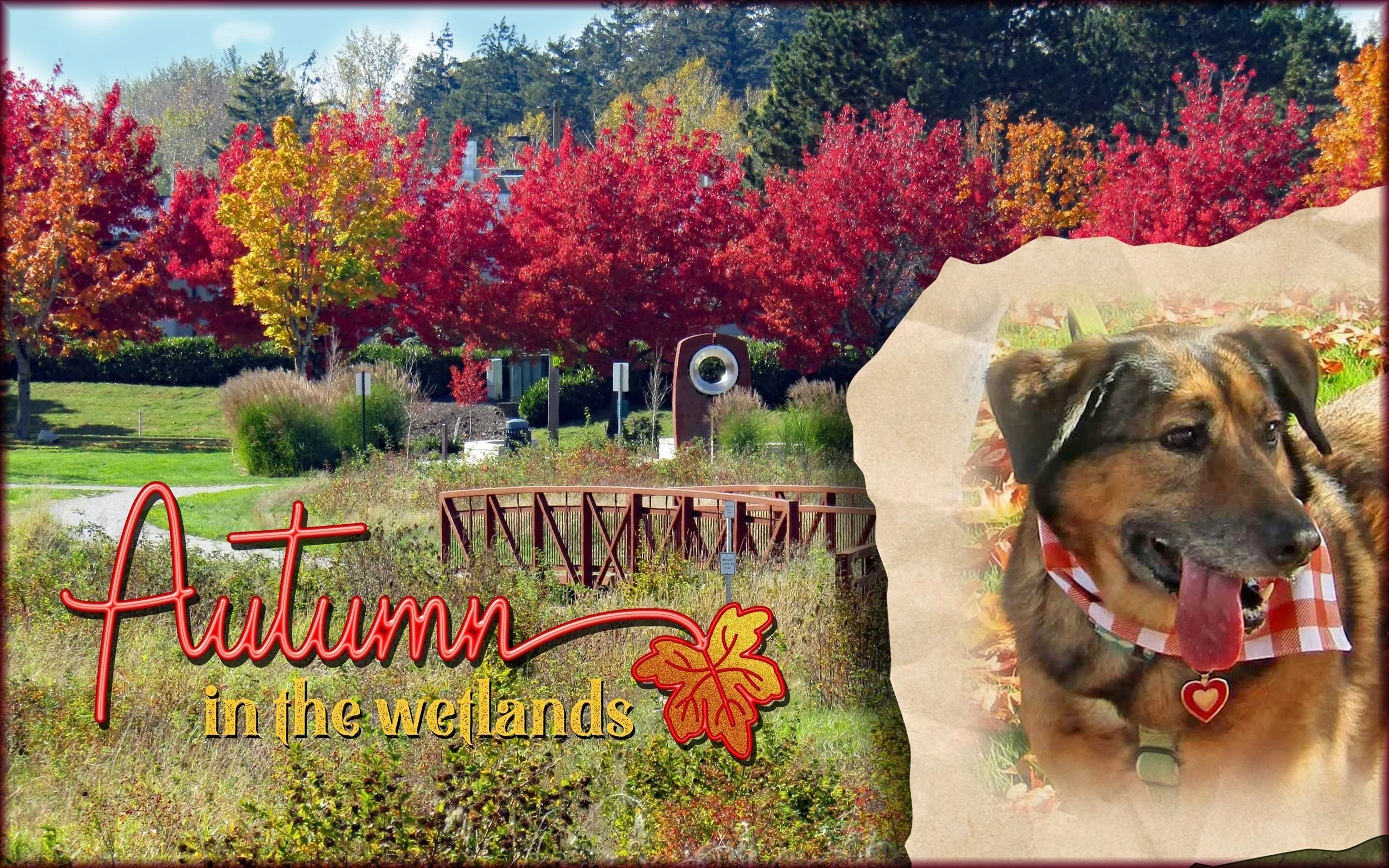 Who Ordered the Drama Llama?  J.B. Fitzgerald, jbfitzgeraldbooks.com