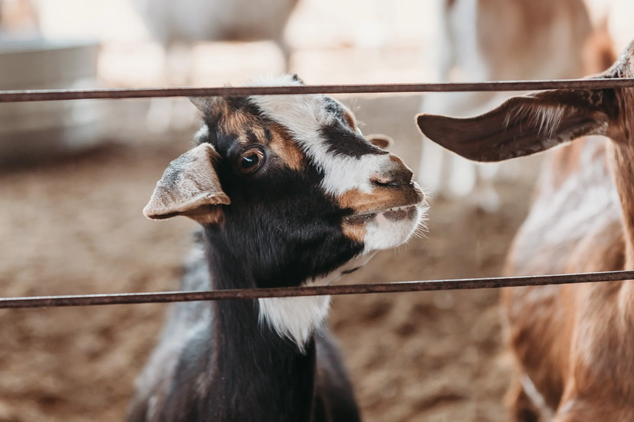 Animals at the Big Orange Pumpkin Farm