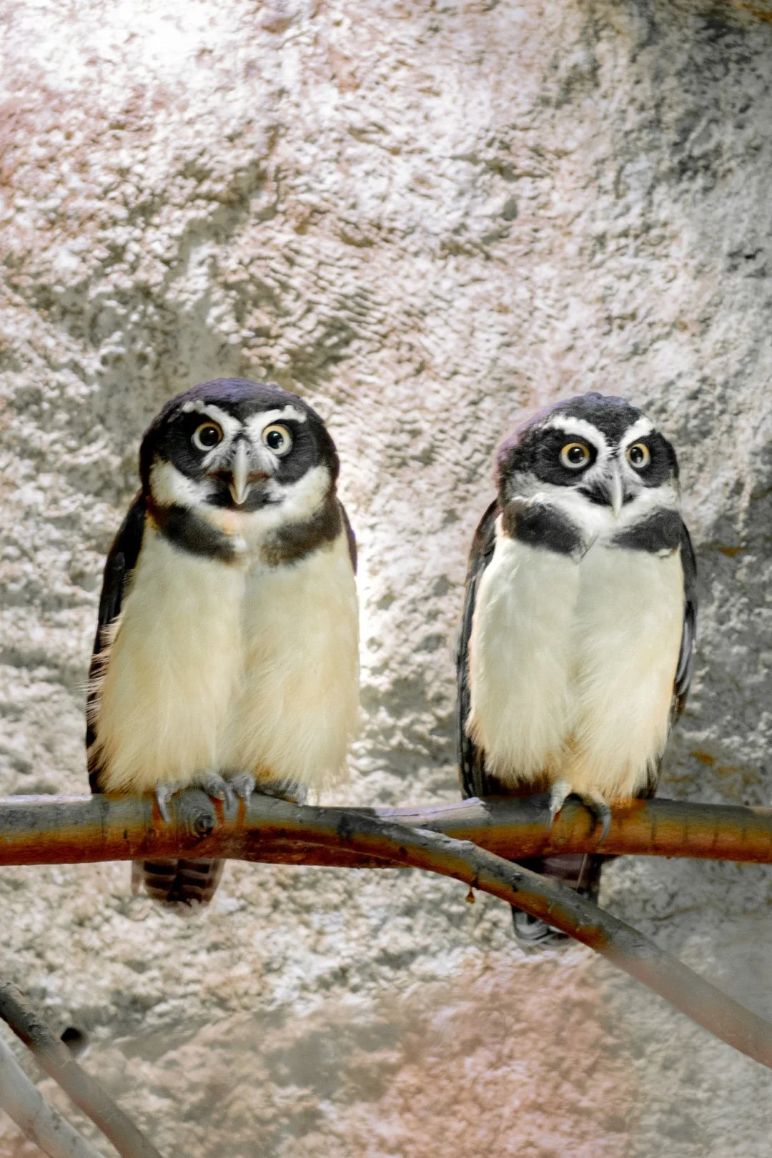 There&rsquo;s something truly captivating about owls&mdash;their quiet wisdom, mysterious presence, and graceful flight stir a deep sense of awe in me. Each owl, from the tiniest saw-whet to the majestic great horned, feels like a symbol of both stre