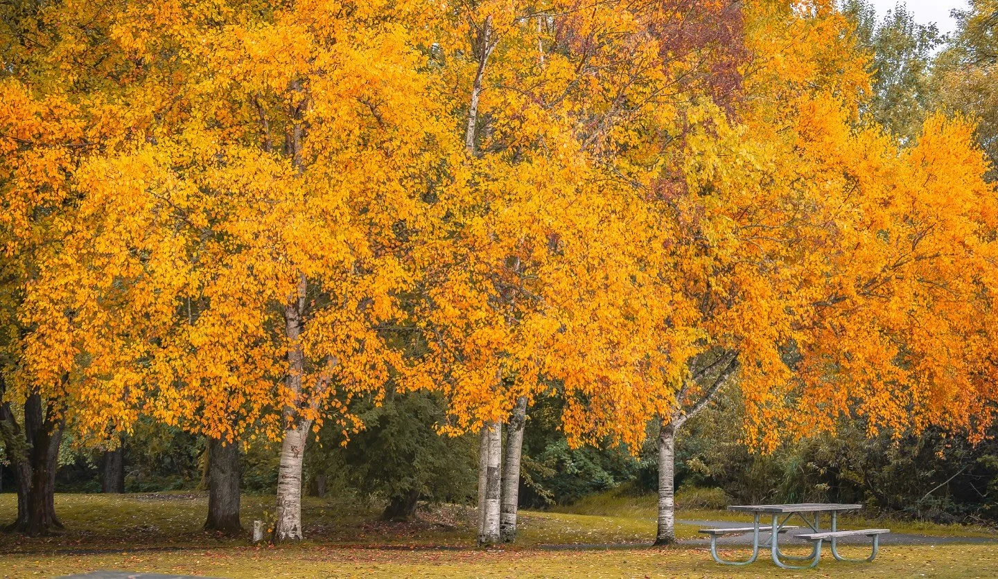 Crisp air, golden leaves, and pumpkin everything. Happy first day of fall everyone! 🍁🍂🎃

#FirstDayOfFall #FallPhotography #AutumnColor
#FallColors #AutumnAesthetic #AutumnVibes🍁🍂🍃#FallIsHere #RoamOutdoors #NatureIsWonderful