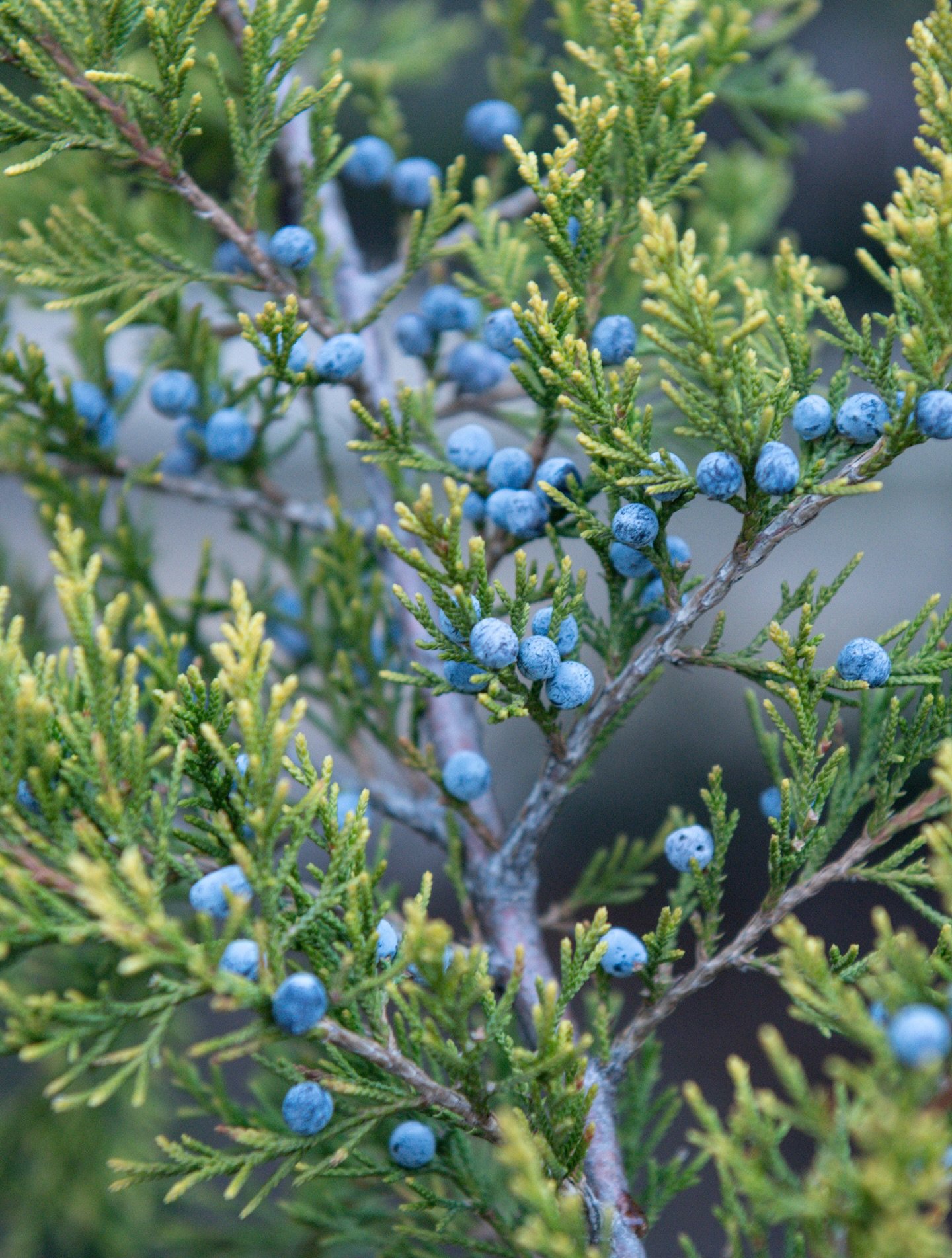 Day 1/365 📸

Hey everyone - it&rsquo;s been a minute! 🙃Life has thrown some curveballs my way over the past few months, but the new year has given me a chance to start fresh. I decided to take part in the Project 365 photography challenge.

This ch