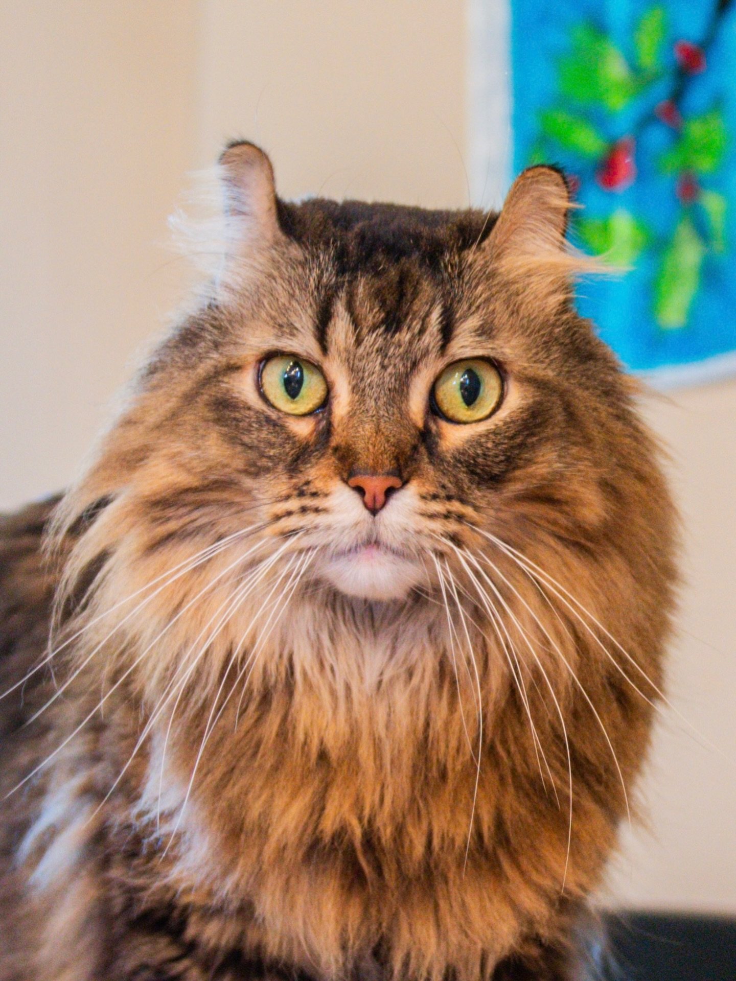 Day 3/365 📸

This is Scooter, my best friend with whiskers. He is a professional cuddle buddy, a playful menace, and forever loyal. ❤️🐱🐈&zwj;⬛

#catphotography #365photoproject #fourleggedfriend #highlandercat #cutenessalert