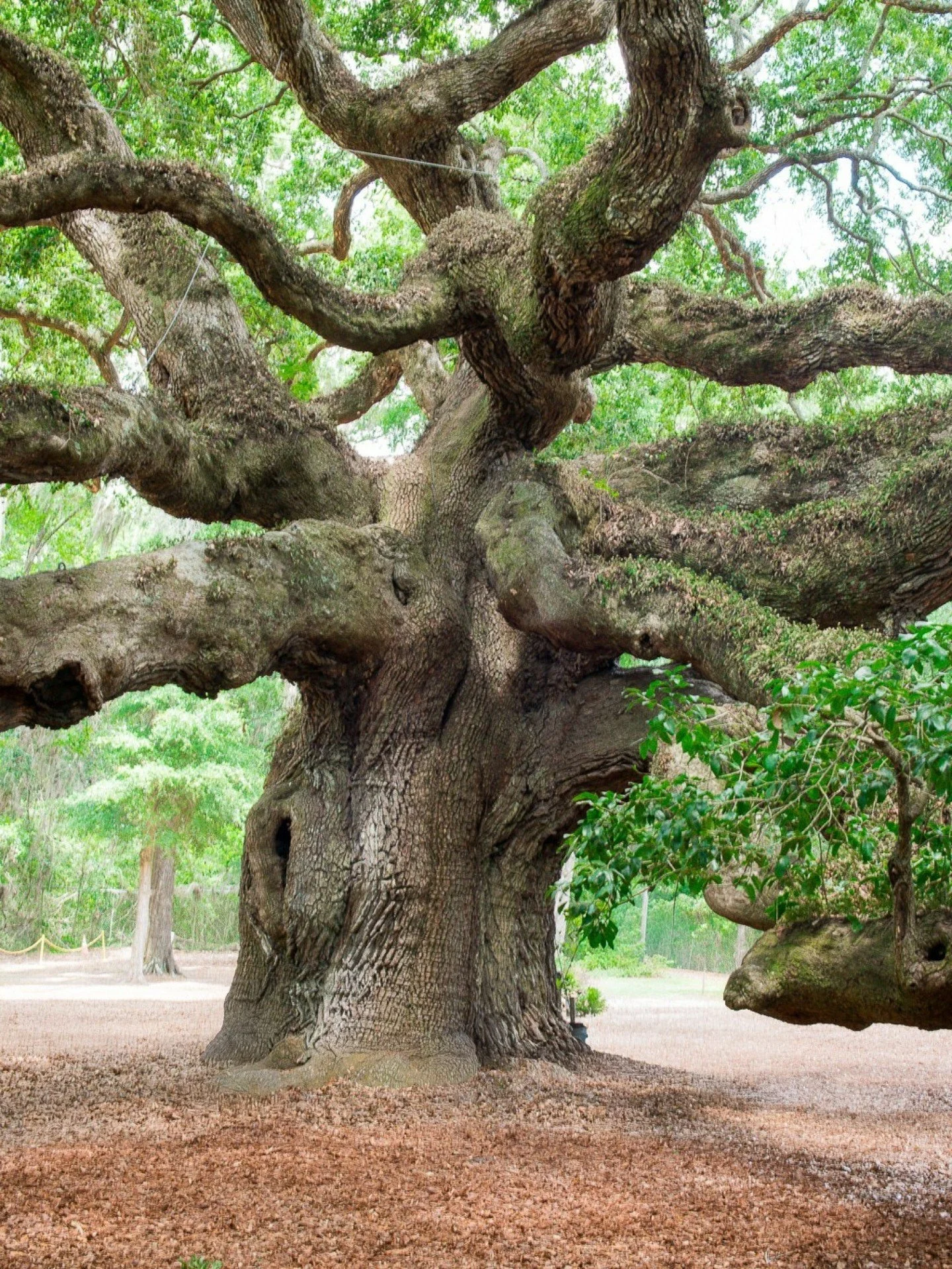 Located in the heart of John&rsquo;s Island, Angel Oak Tree is a botanical marvel. Standing at a staggering 65 feet high, it is truly awe-inspiring to stand before this magnificent tree. Here are some more incredible facts: the trunk&rsquo;s circumfe