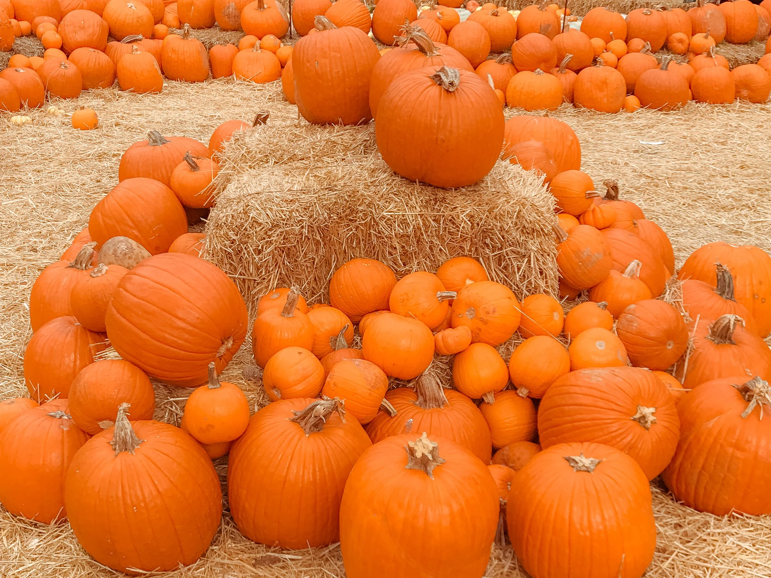 The Best Pumpkin Patches in North Texas for Fall Fun