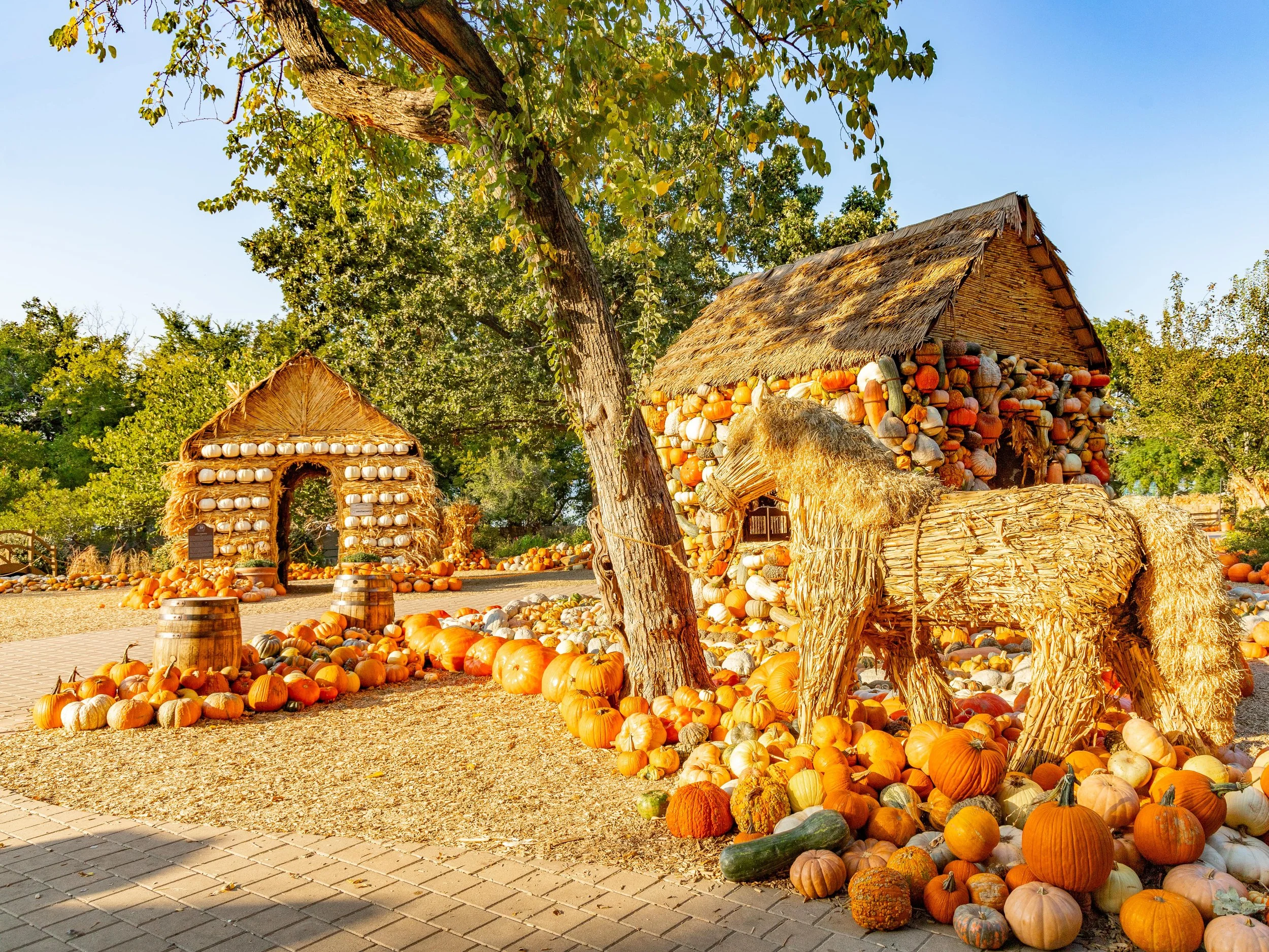Pumpkin village at the Dallas Arboretum