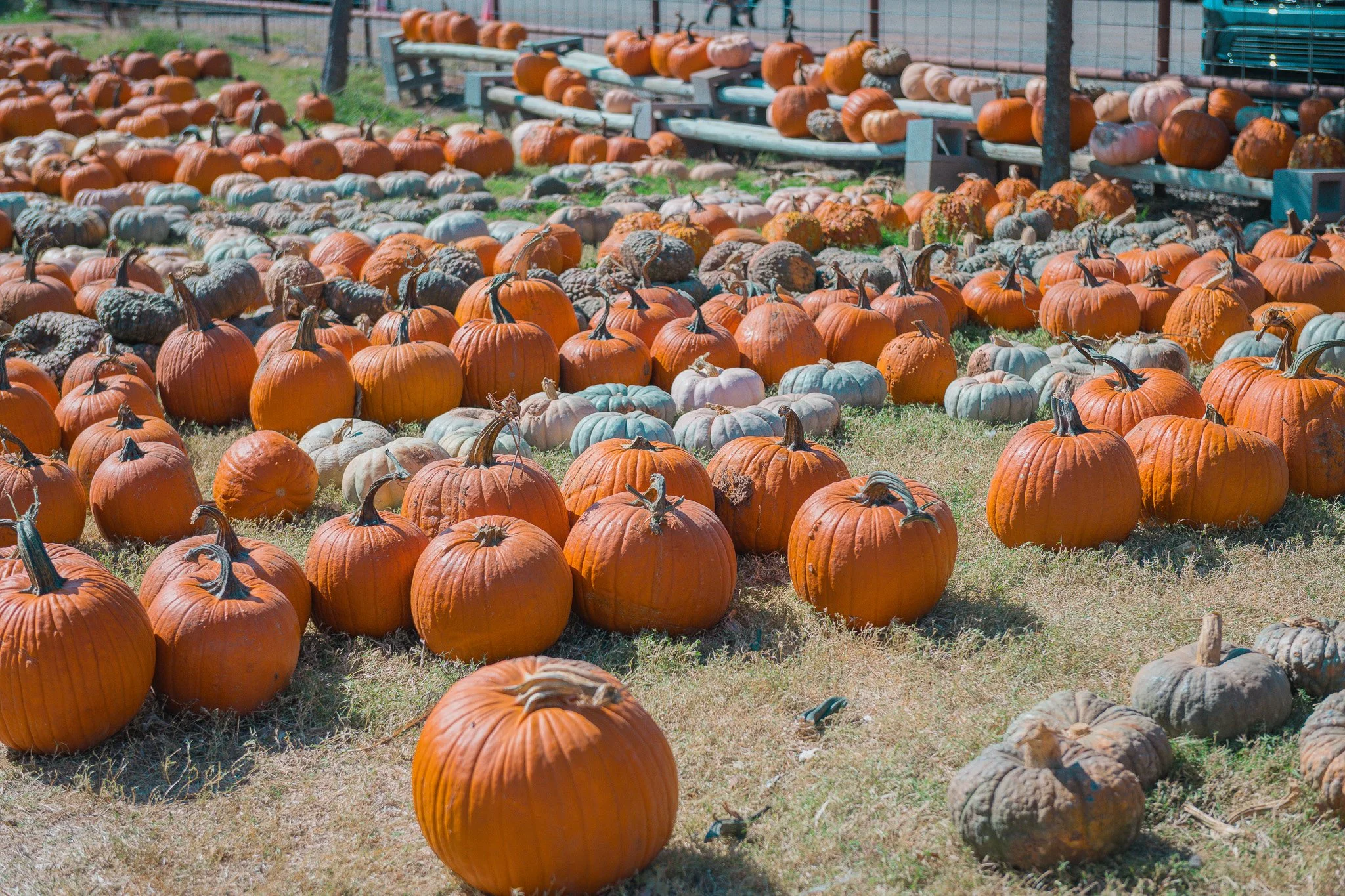 Pumpkins on farm