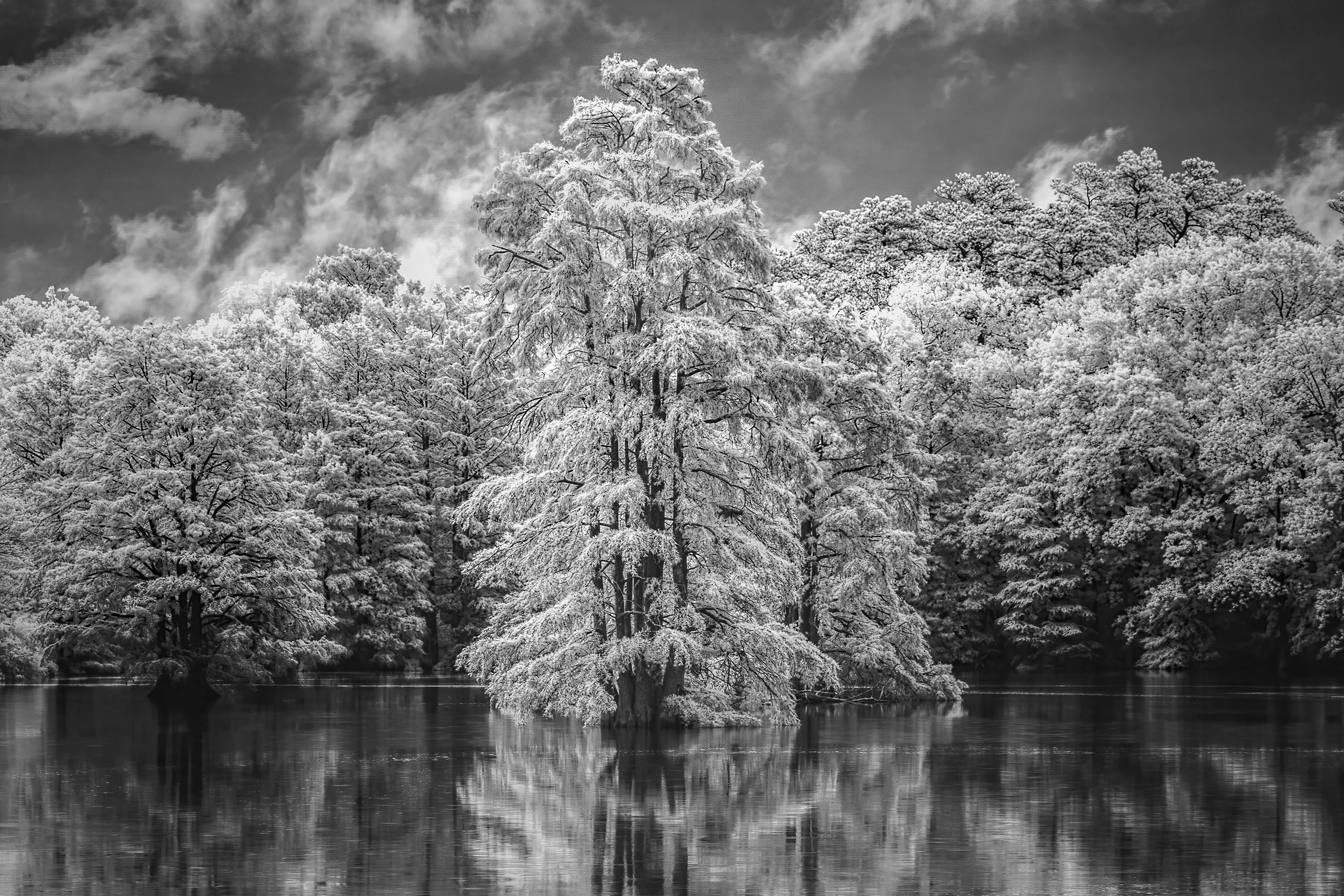 Stumpy Lake Cypress in Infrared