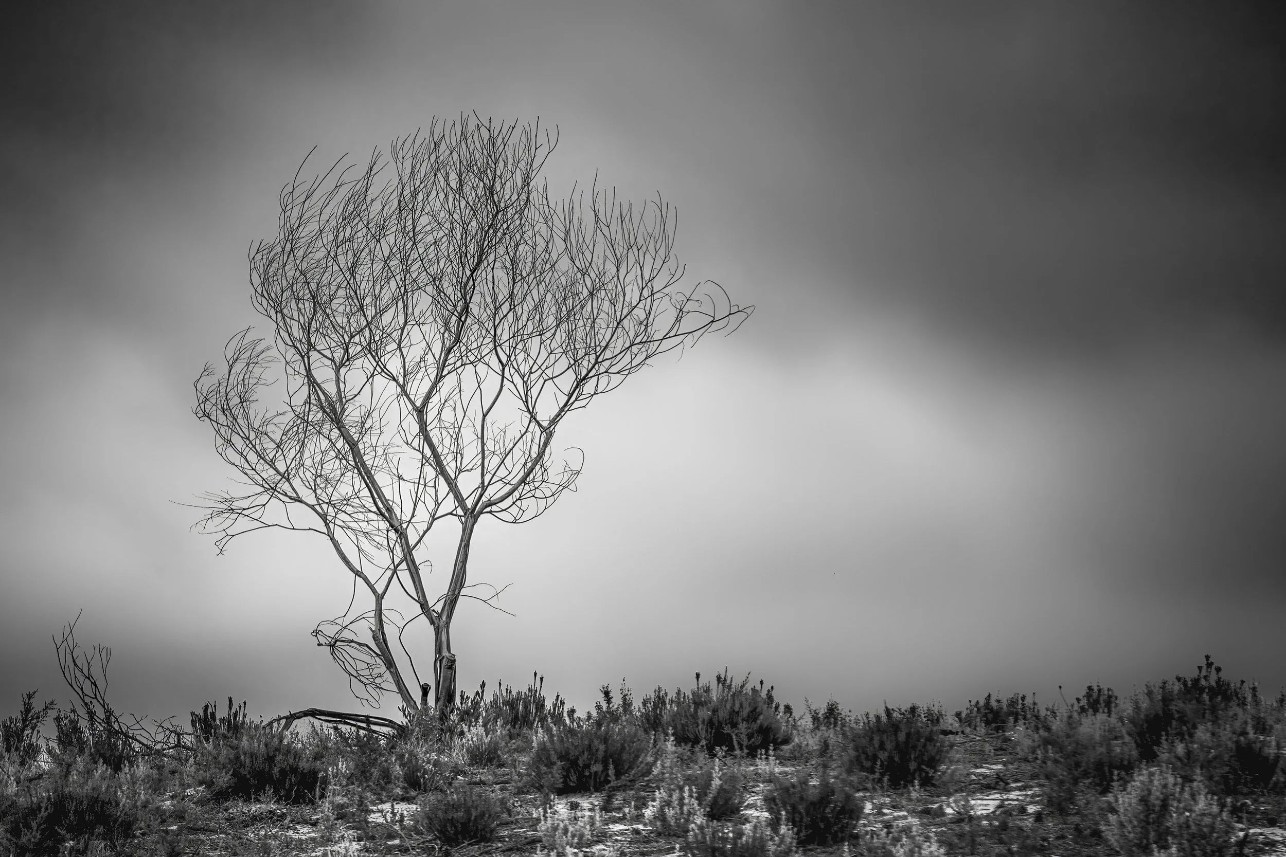 Lone Tree At Nazare, Portugal