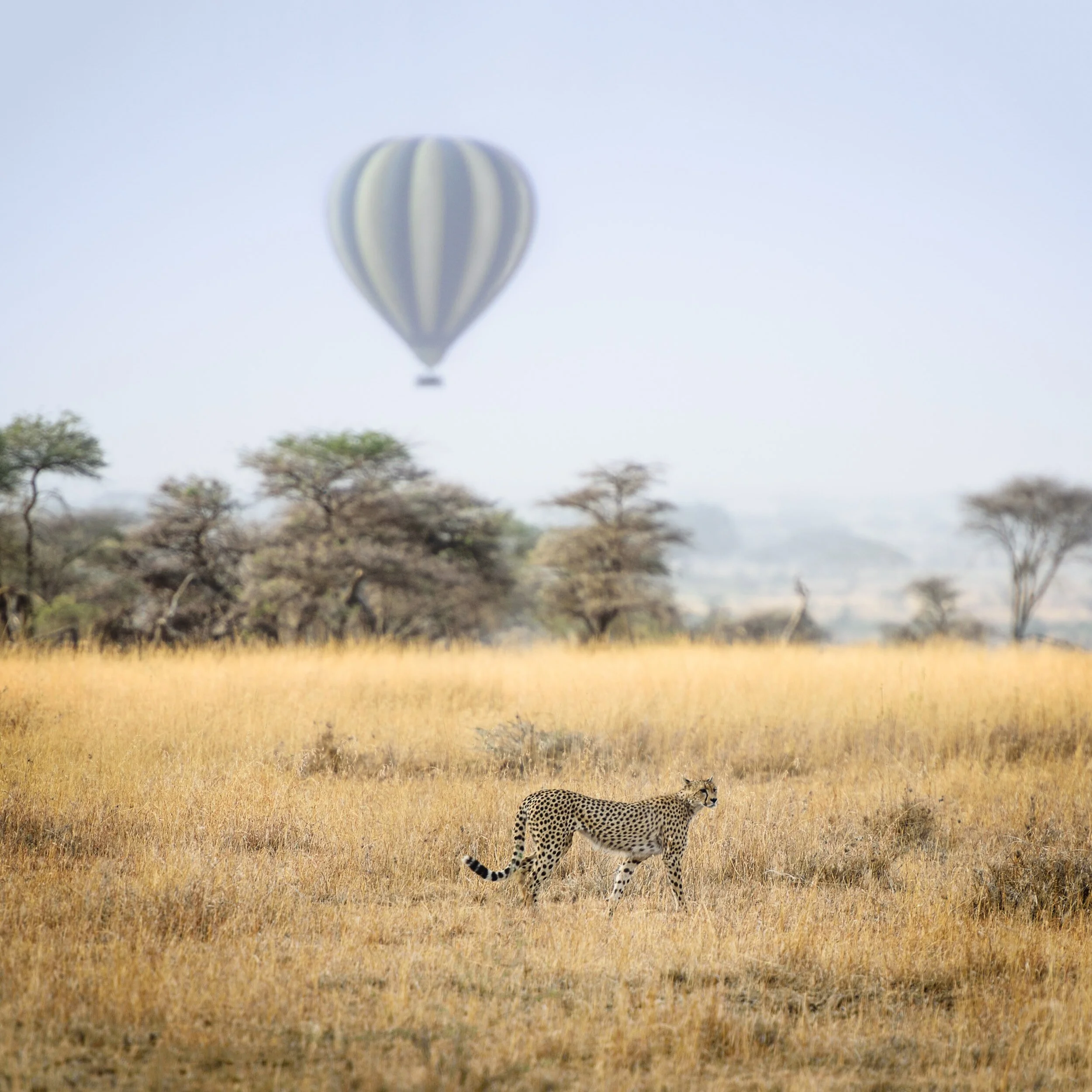 Soaring Above the Serengeti: A Hot Air Balloon Odyssey