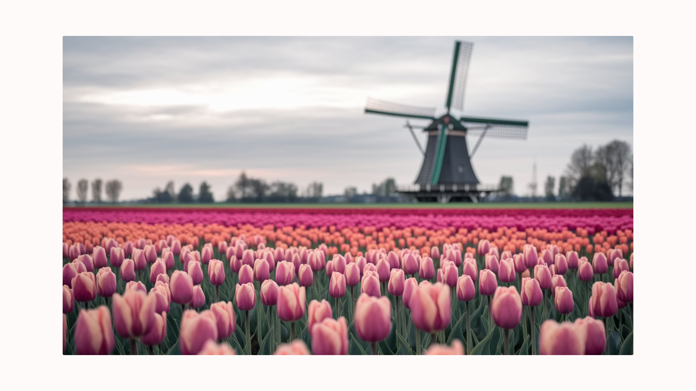 Tulip Time in Amsterdam