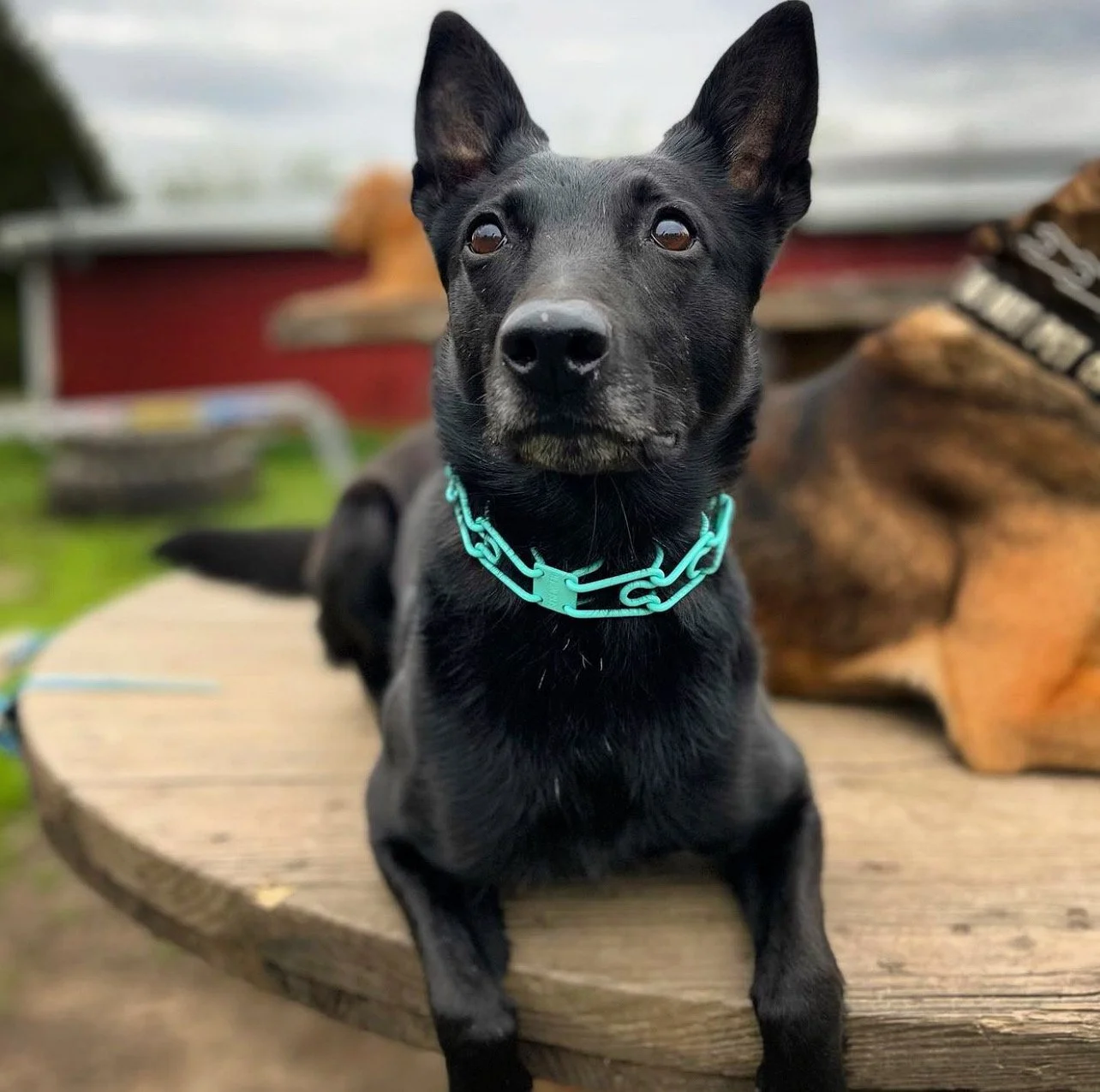 Caliber.k9
