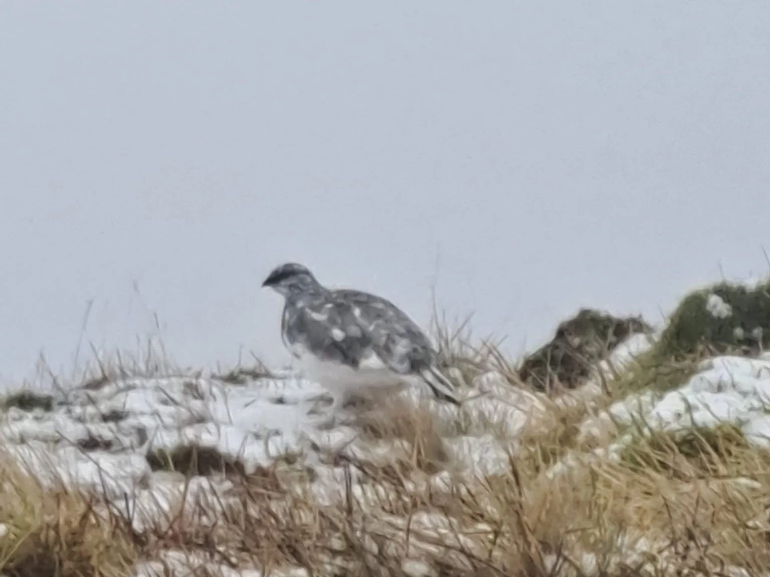 Ptarmigan.JPG