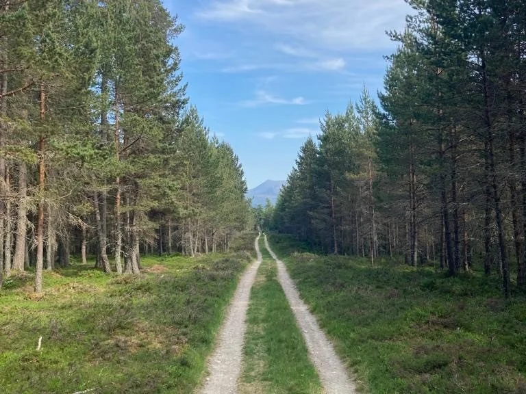 Forest trails to Ben Avon.JPG
