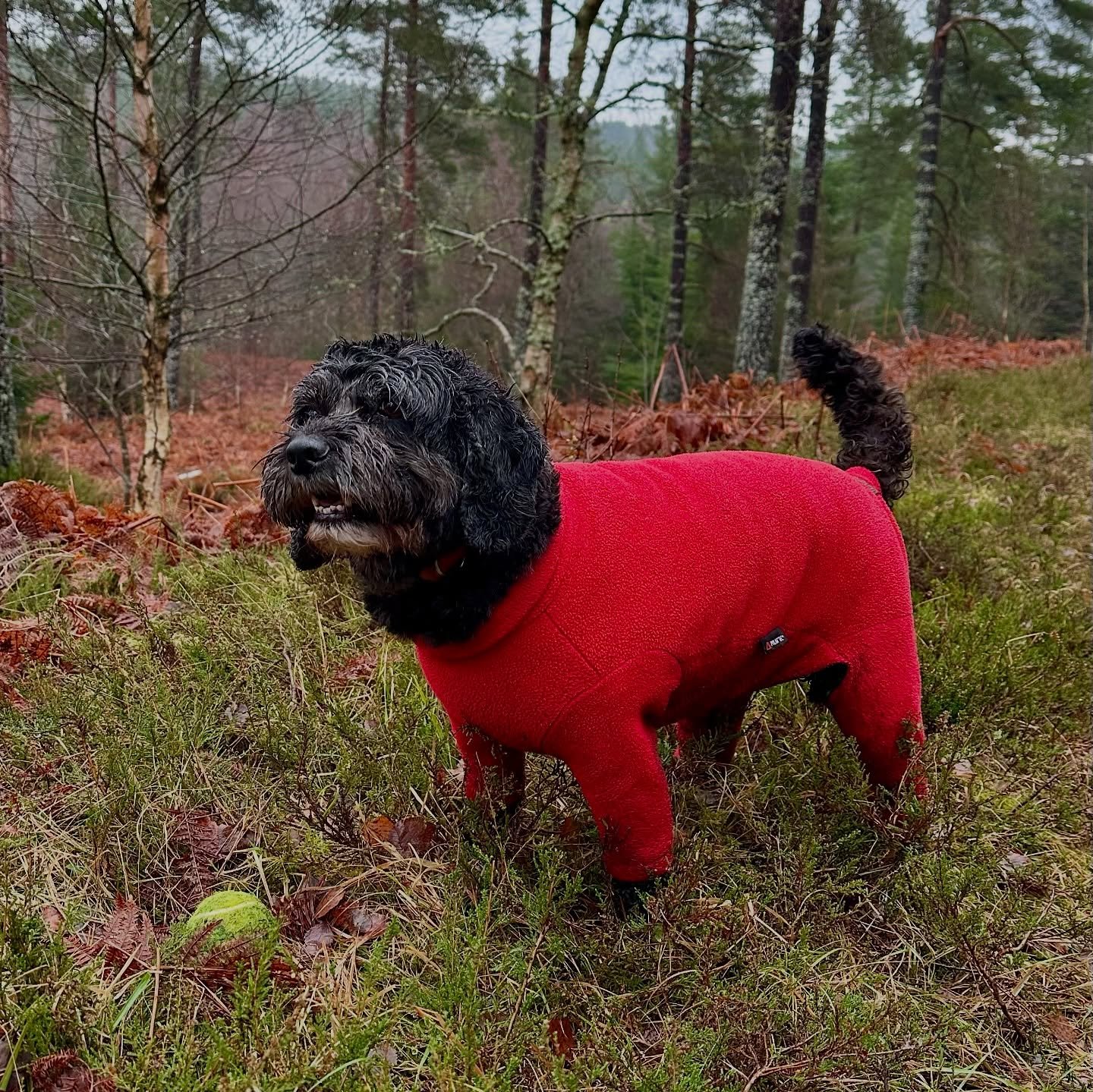 Another soggy doggy walk. The @equafleece has really helped this last few weeks&hellip;! 
There&rsquo;s not many caps left on trig pillars these days, a rarity in most places. See pic. 

Sunshine at the weekend though 😎