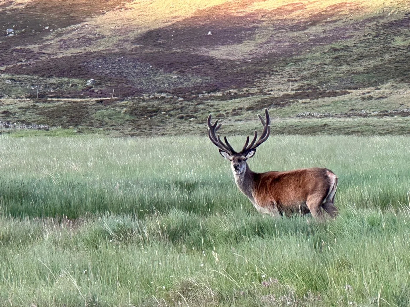 Red deer loch muick.jpg