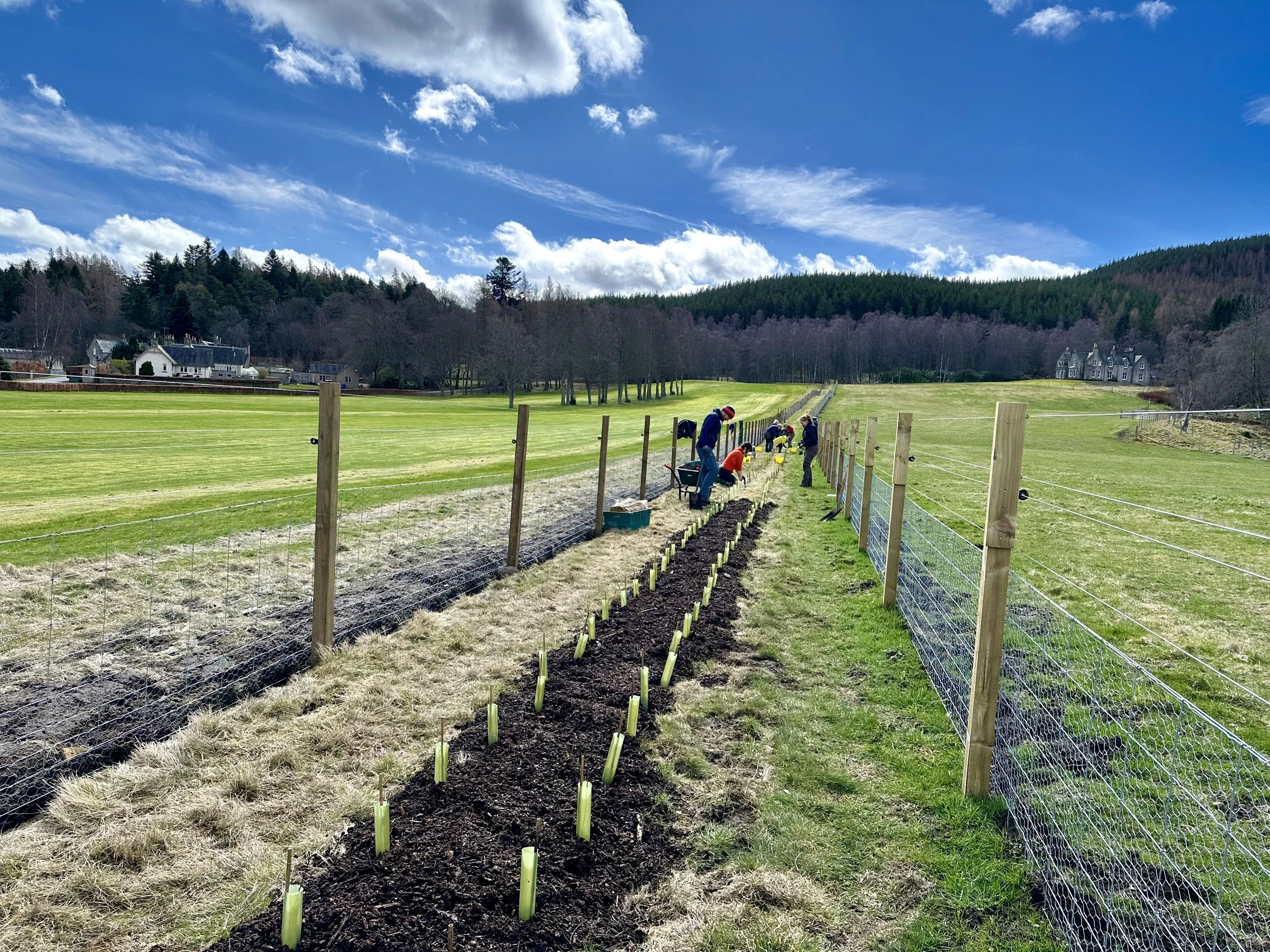 conservation tree planting