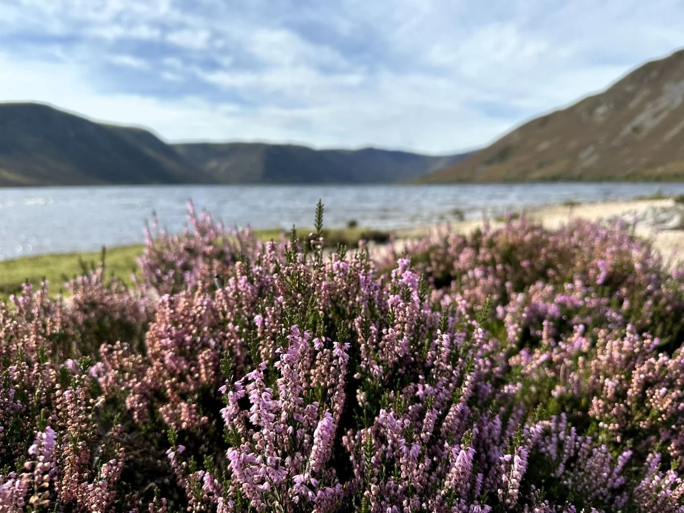 Loch Muick Heather