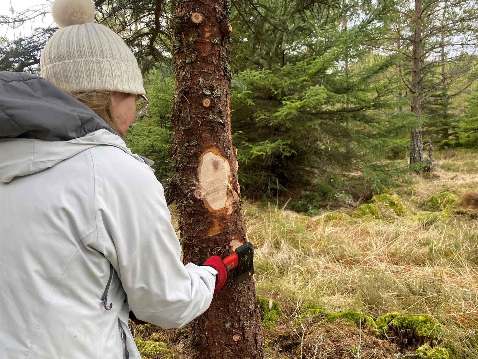 Tree ring barking.jpg