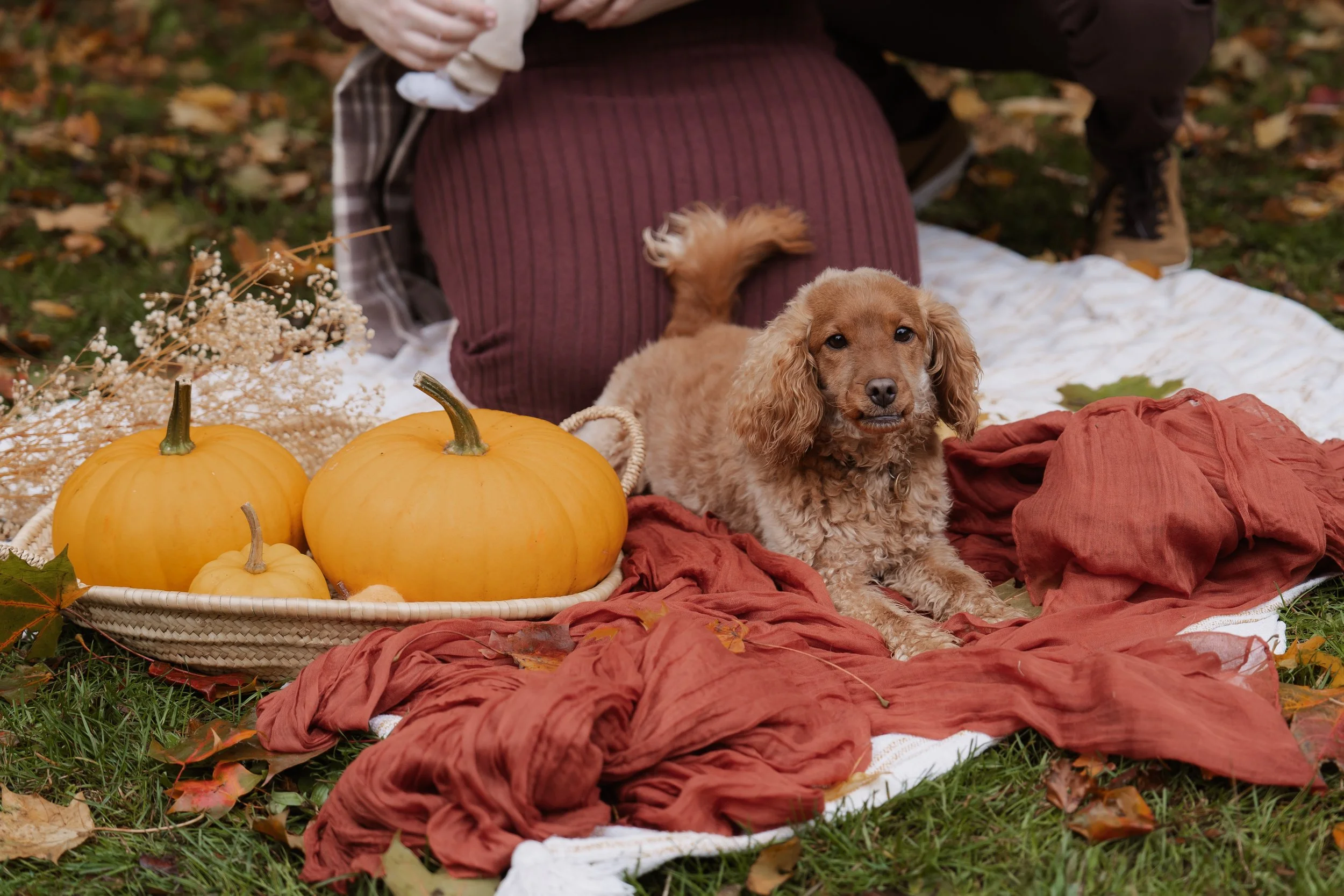 A small dog lying on a blanket in an outdoor autumn setting with two yellow pumpkins in a basket and fallen leaves around.