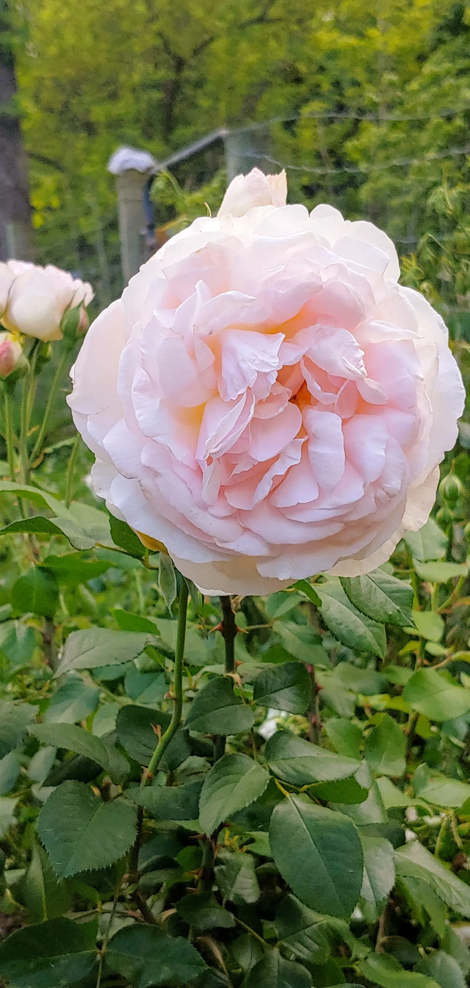 Pink rose.jpg