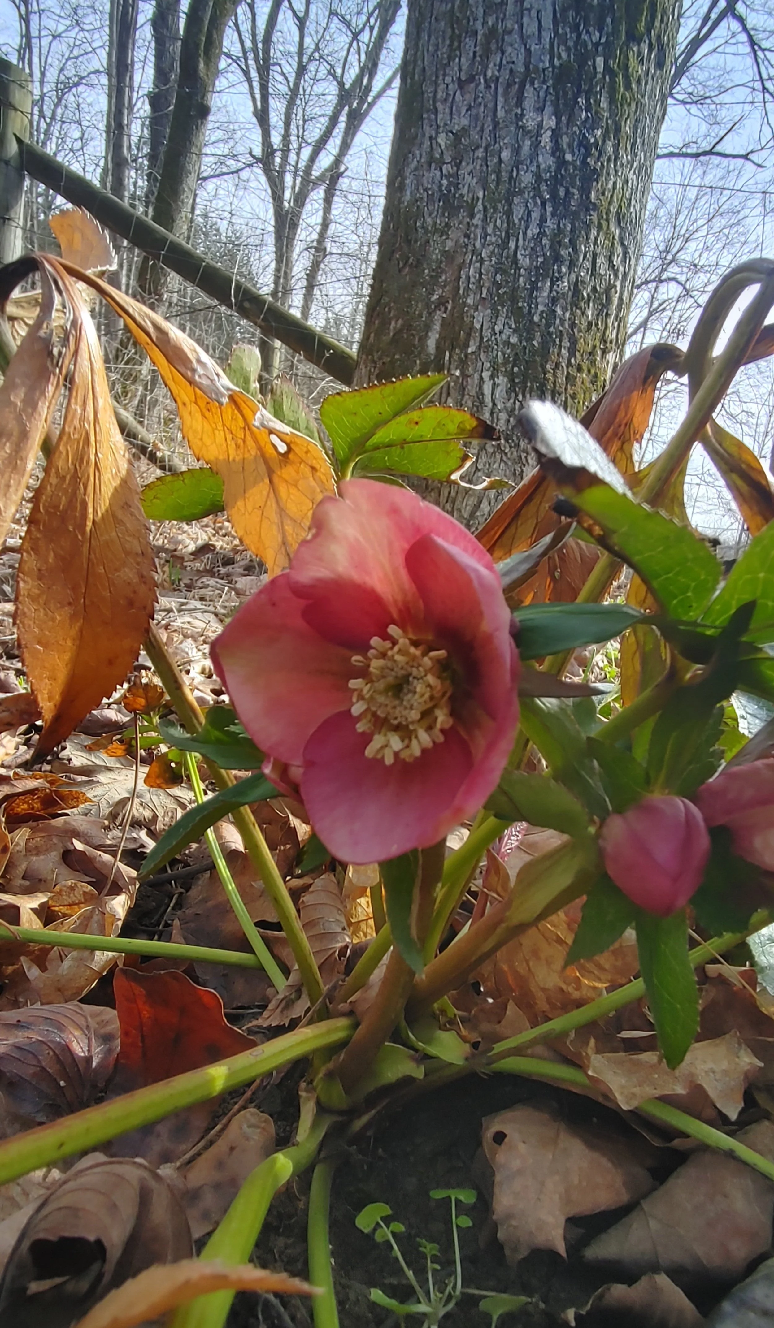 Hellebore.jpg