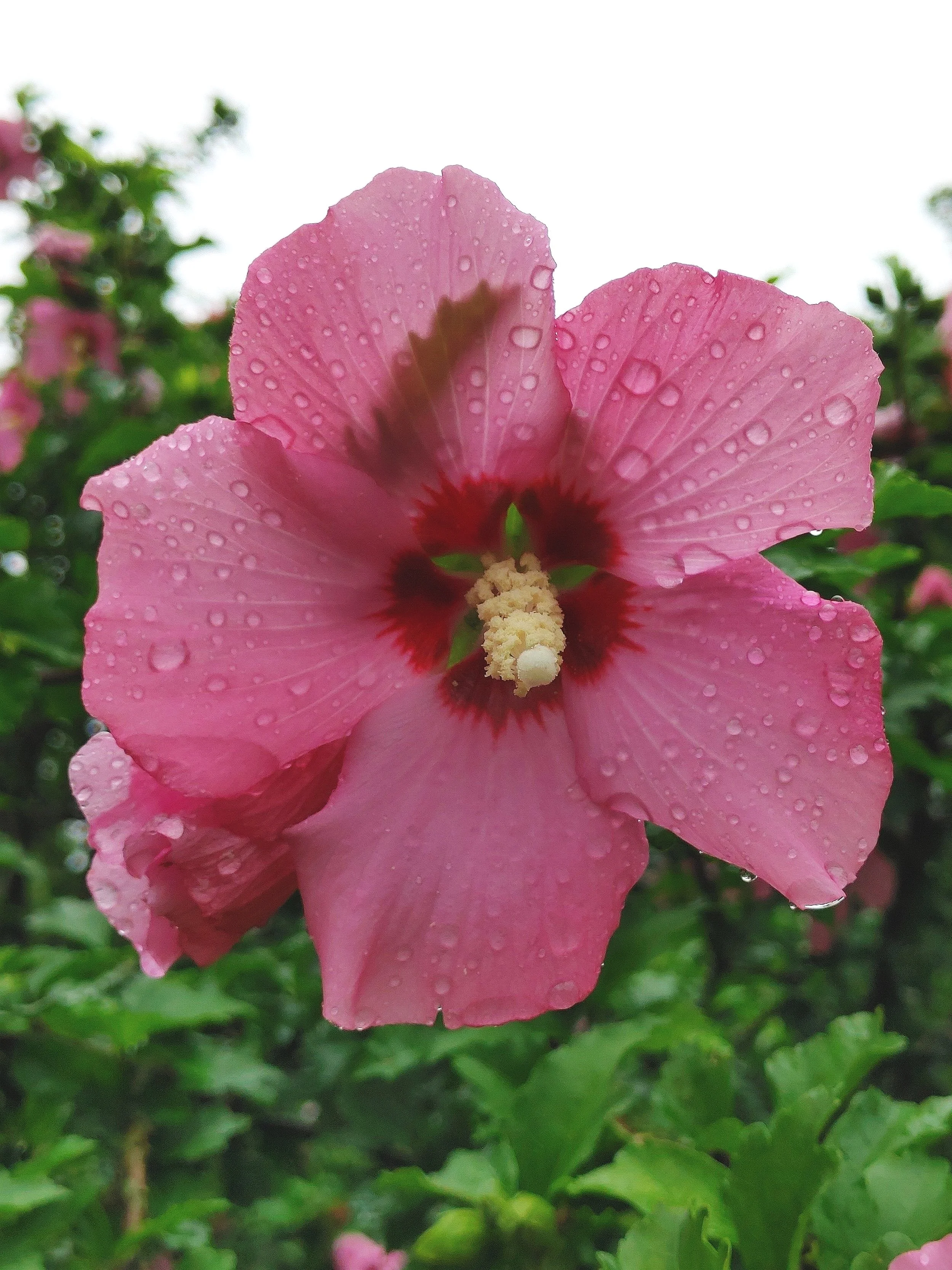 Hibiscus.jpg