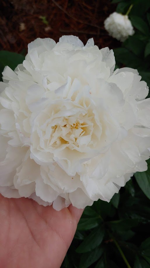 white peony.jpg