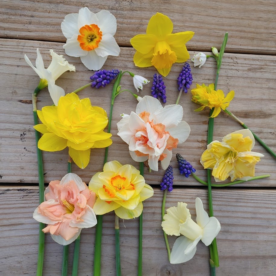 Daff varieties.jpg