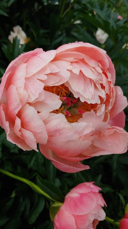 coral peony.jpg