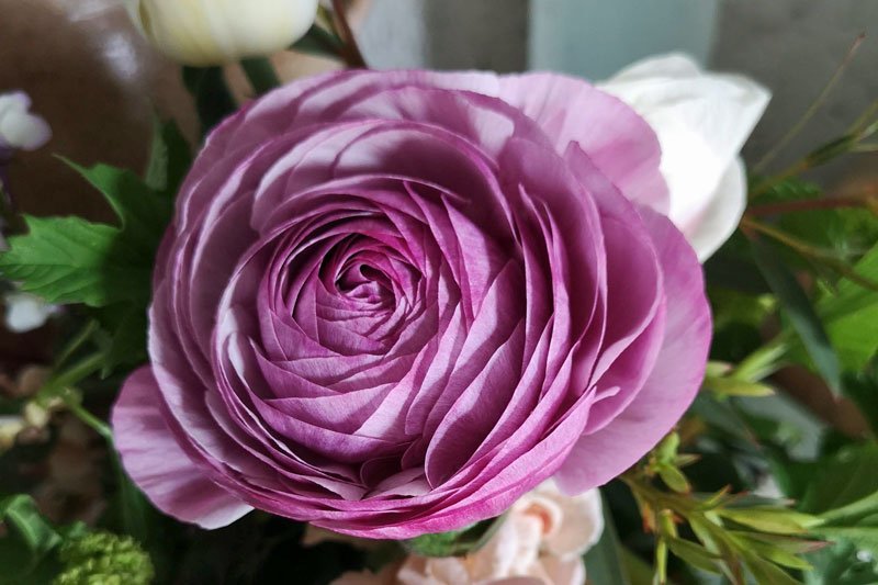 purple-jean-IMG_20200413_090915.jpg