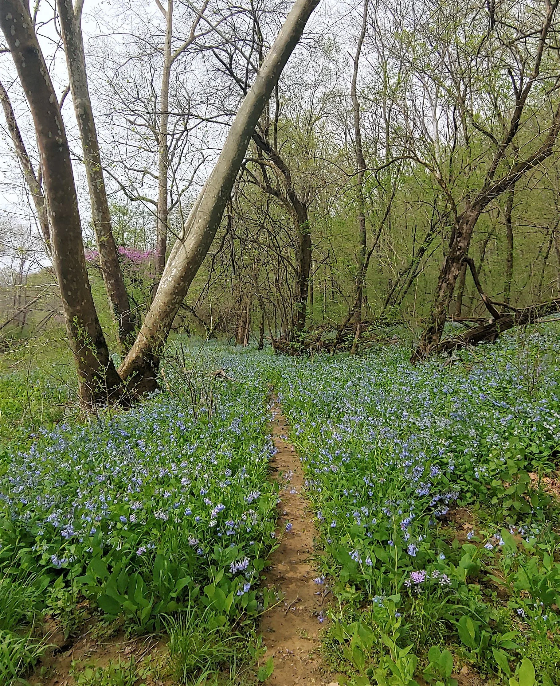 bluebell path.jpg