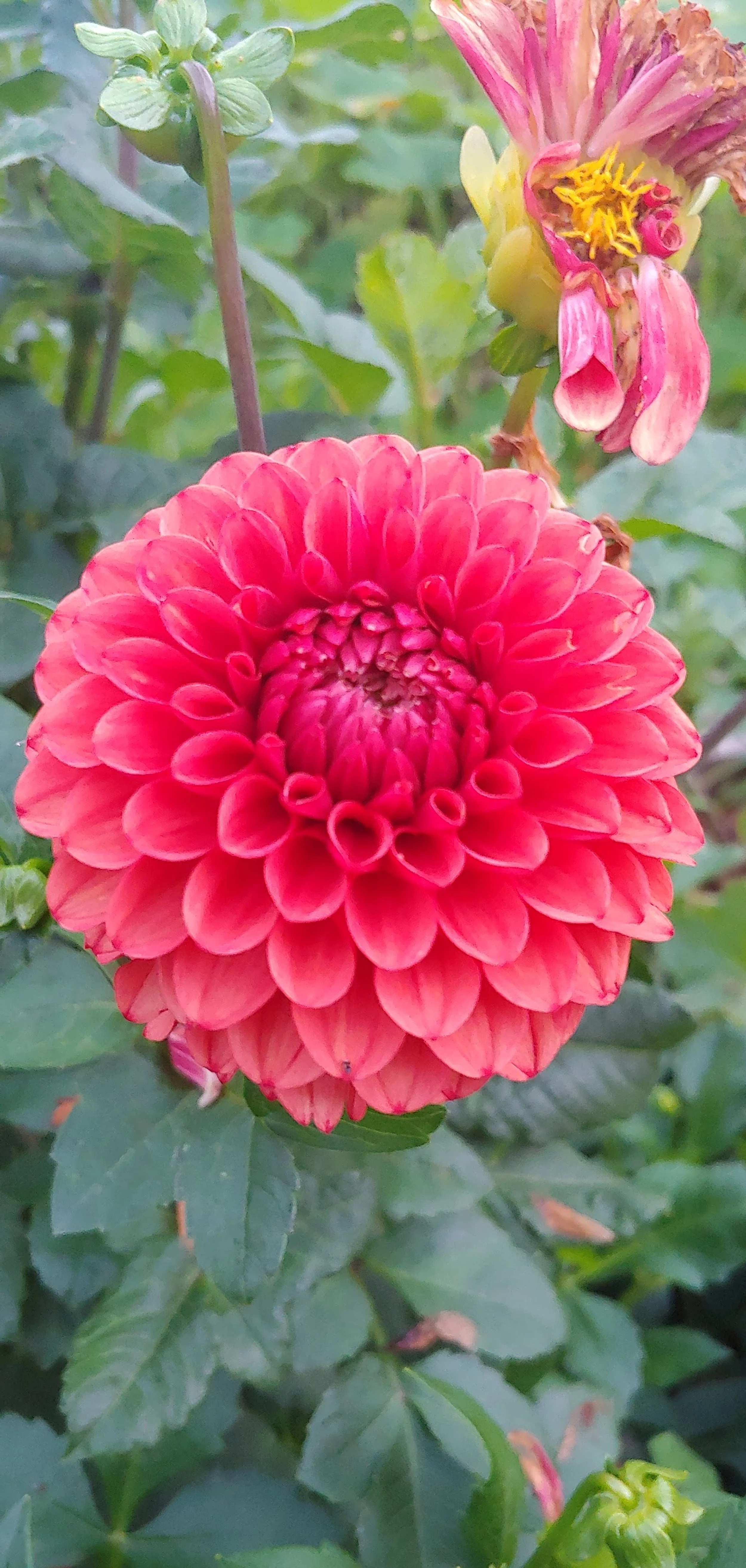 red dahlia.jpg
