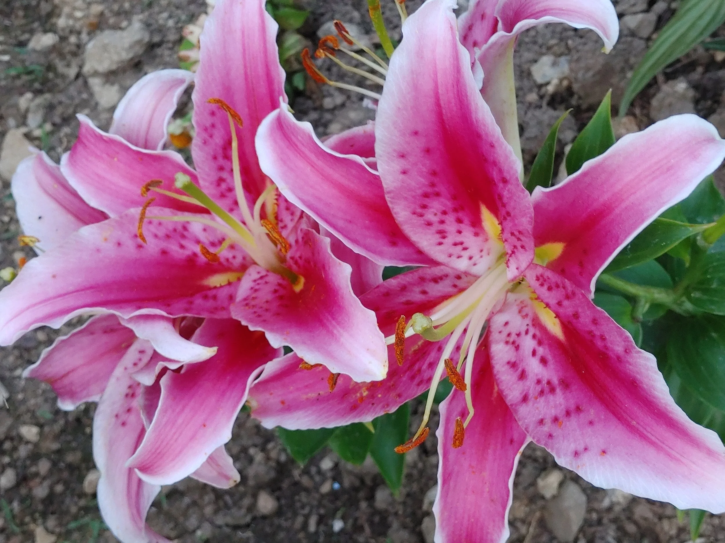 stargazers.jpg