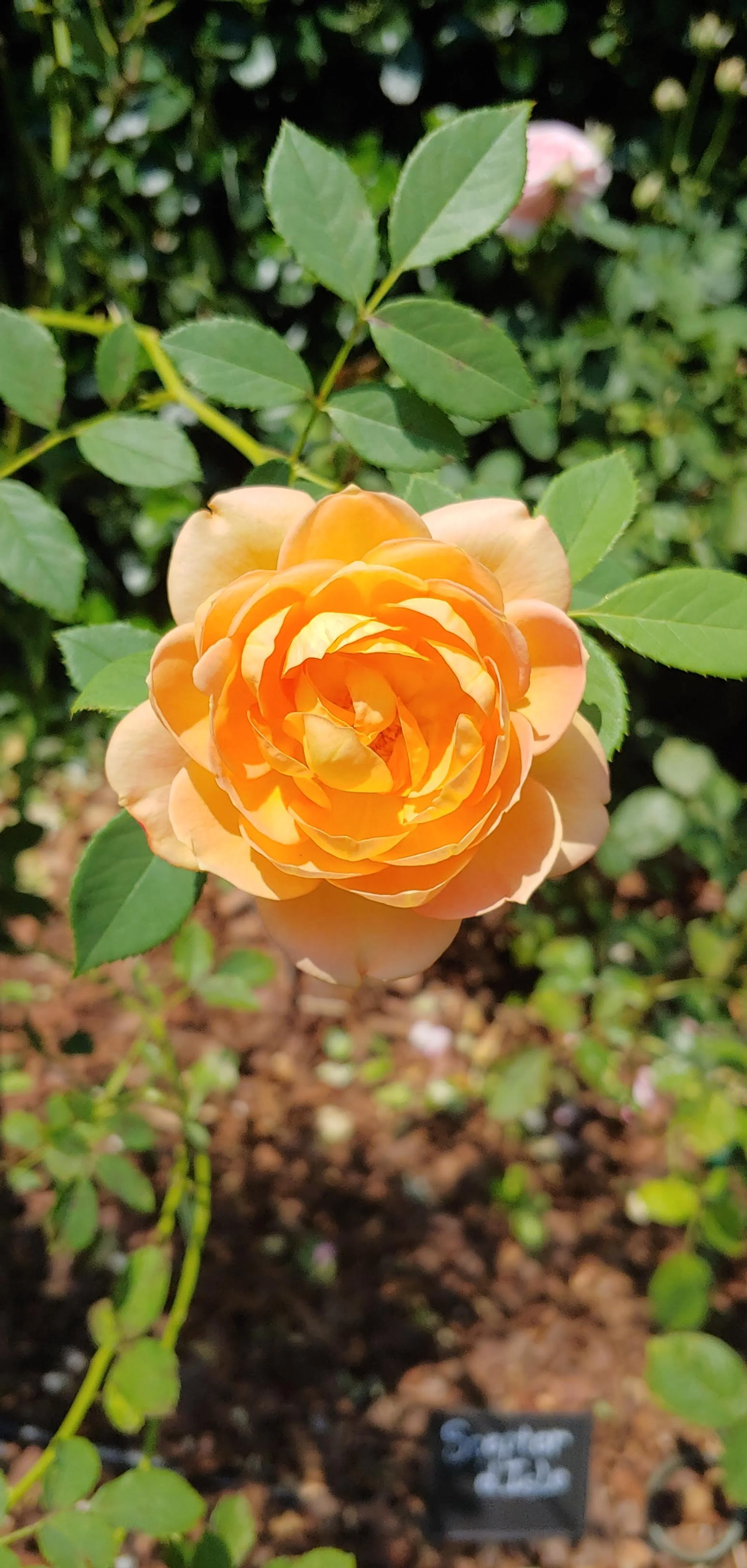 scepter rose.jpg