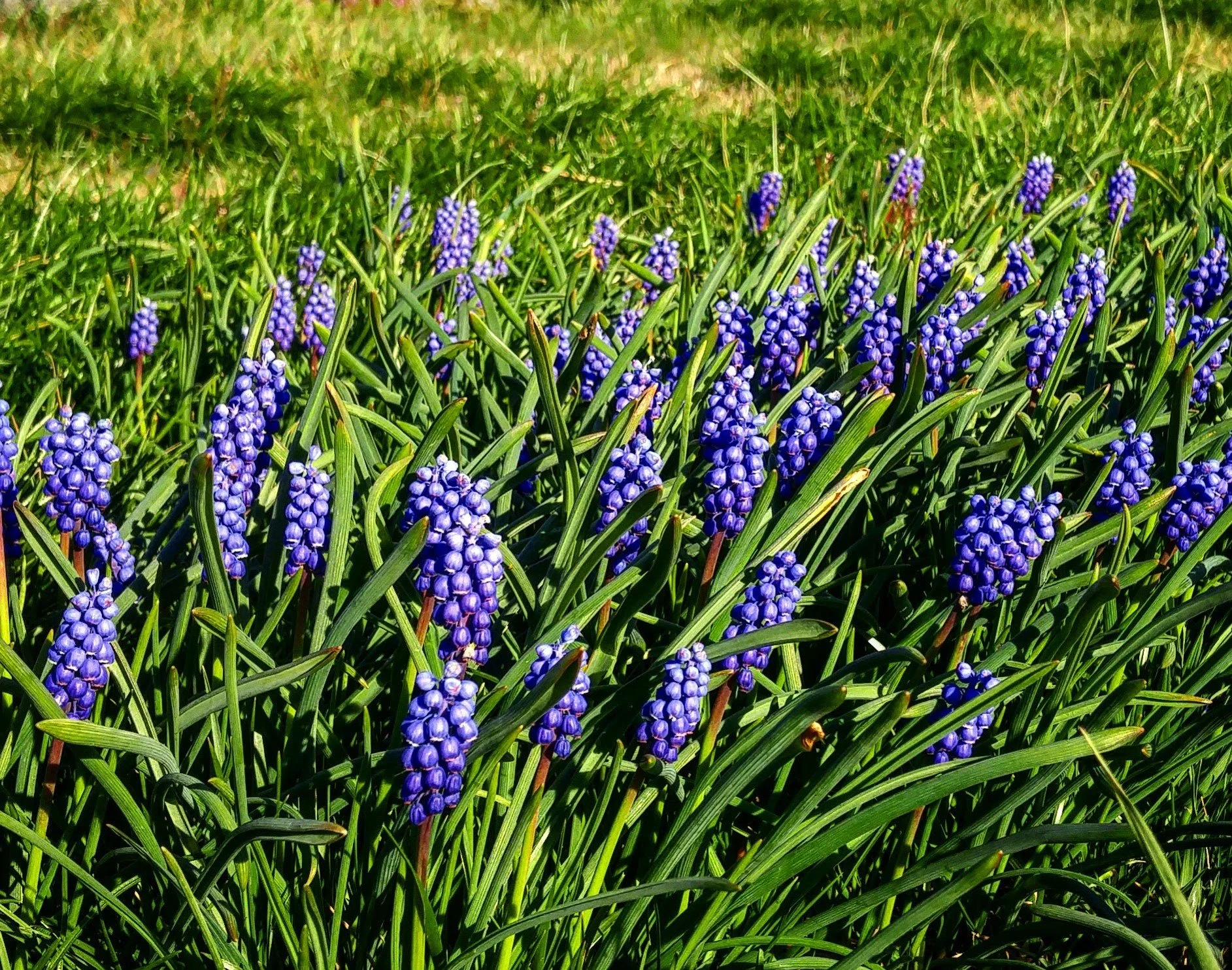 muscari.jpg