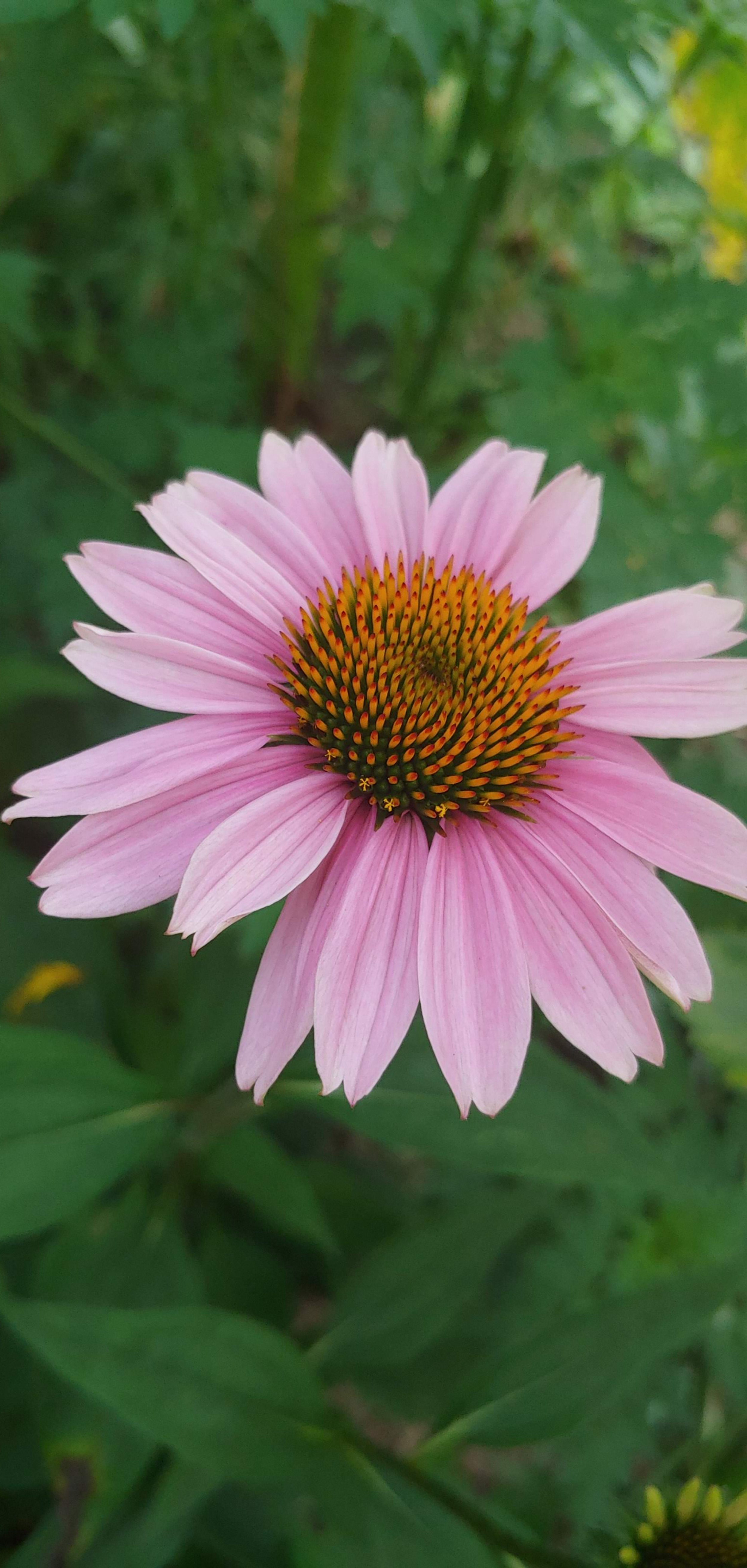 Purple coneflower.jpg