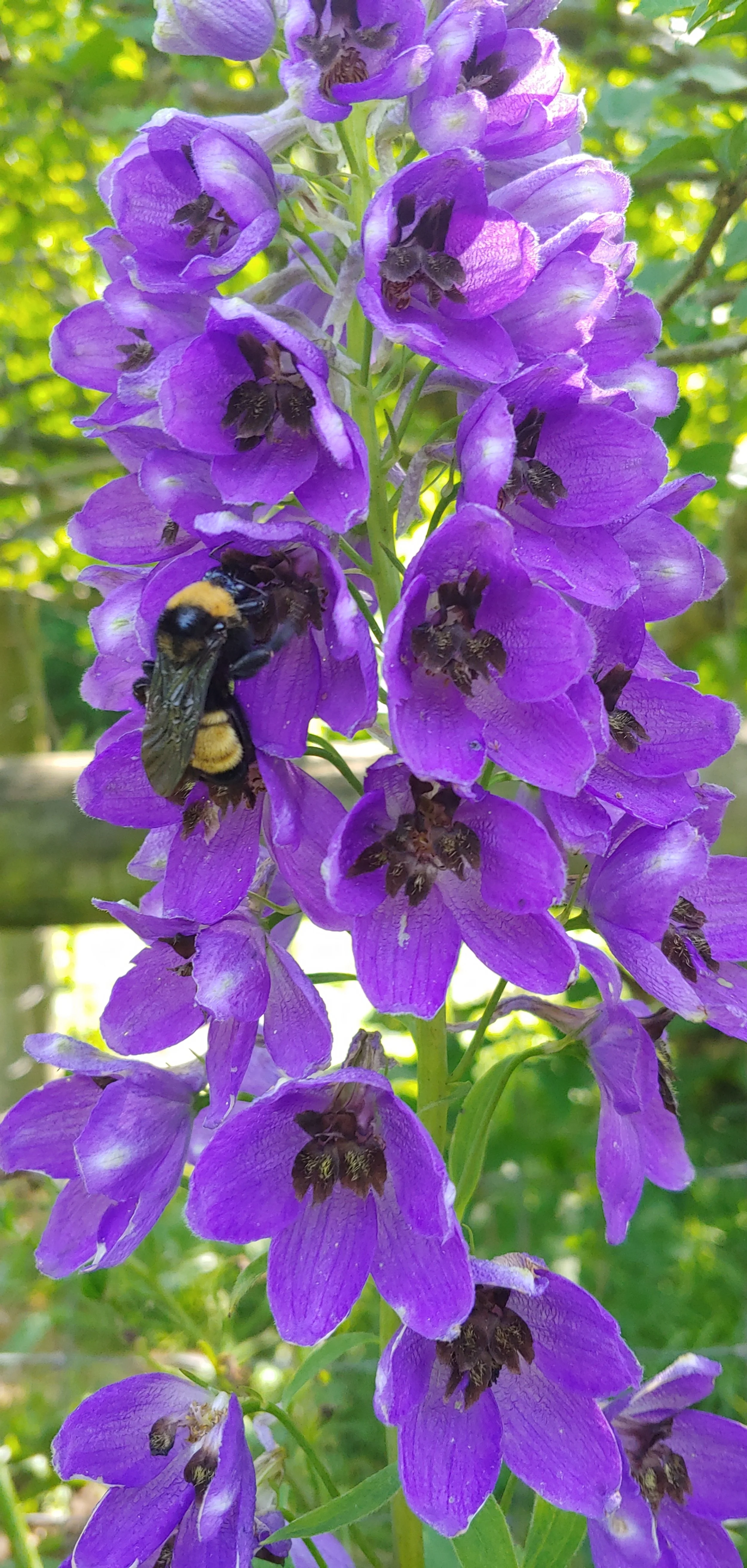 Delphinium bee.jpg