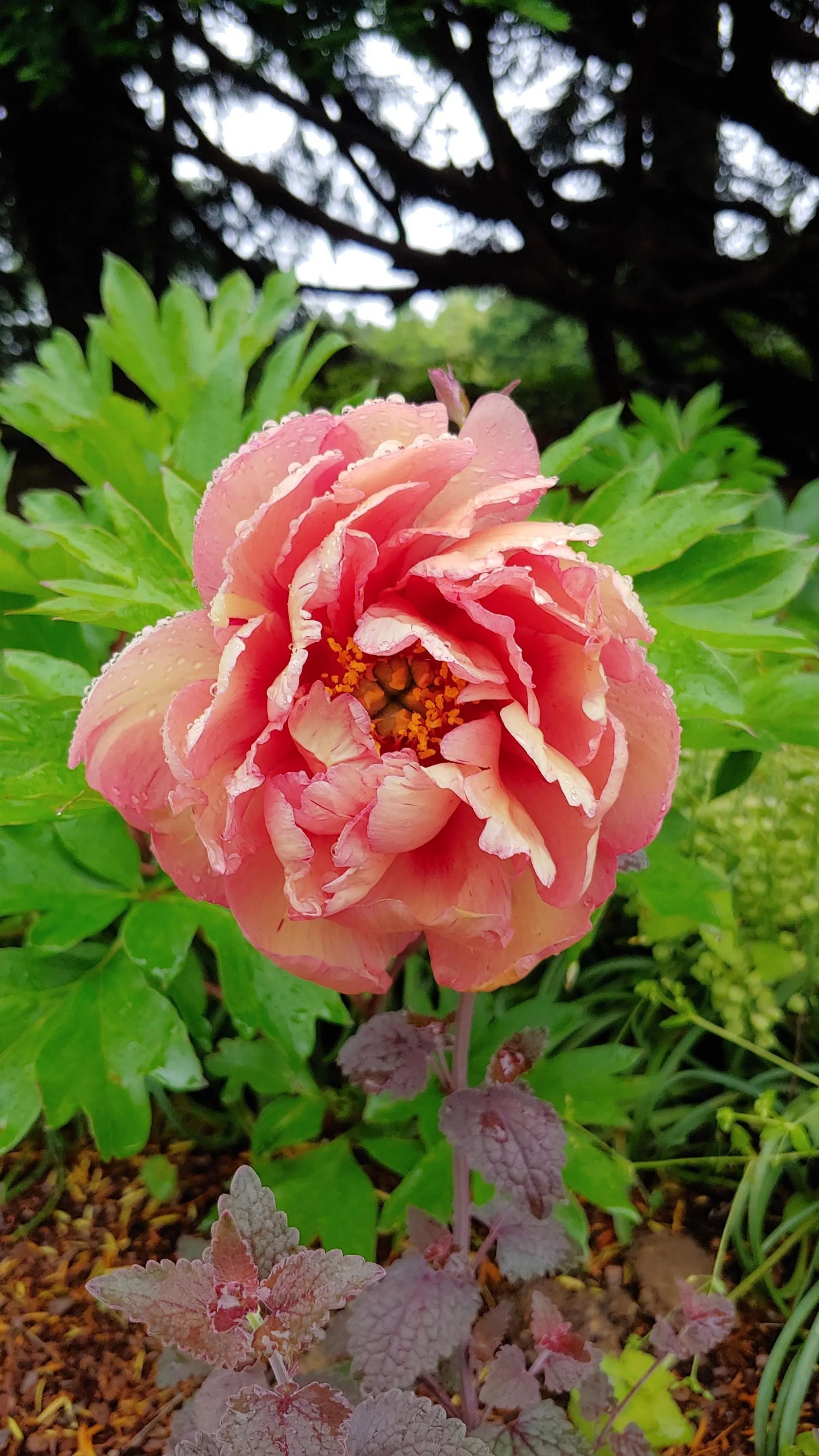 coral peony.jpg
