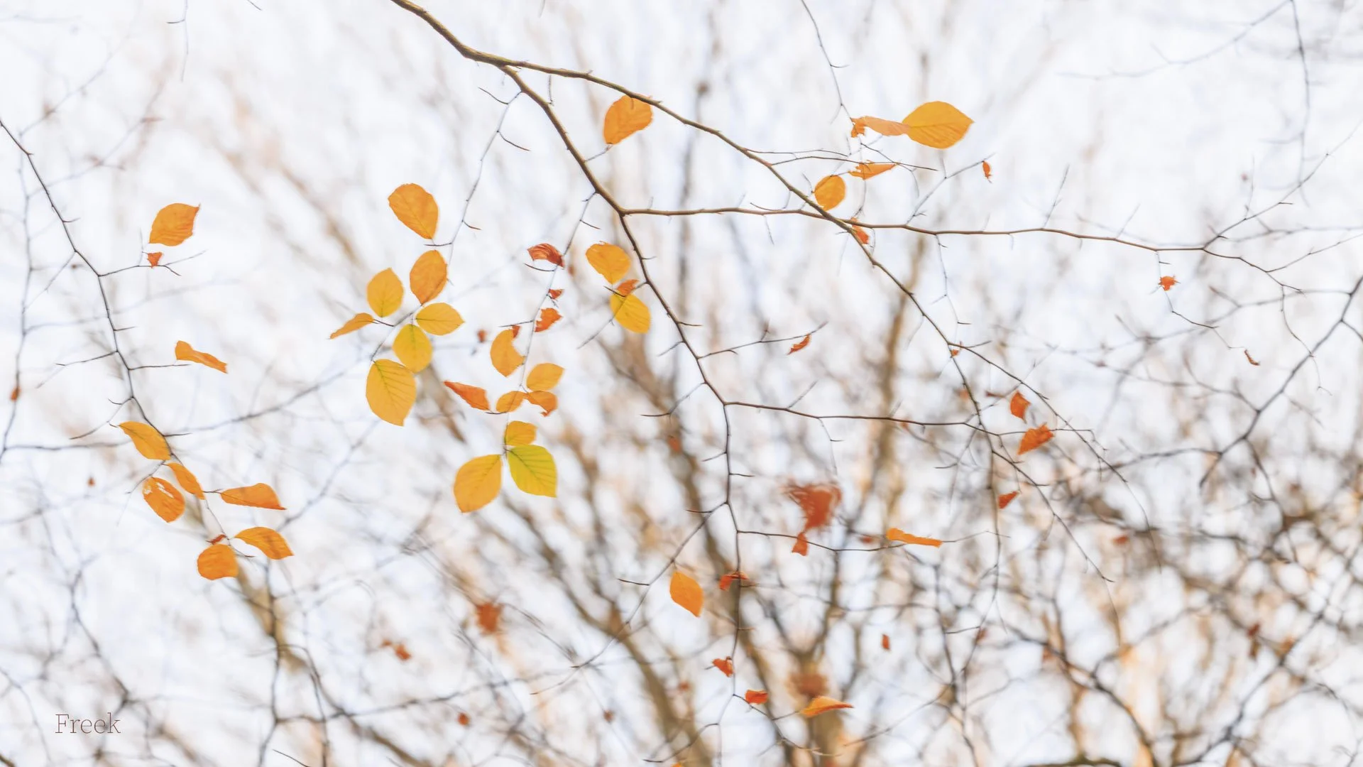 Freek 01_R5D2649.jpg