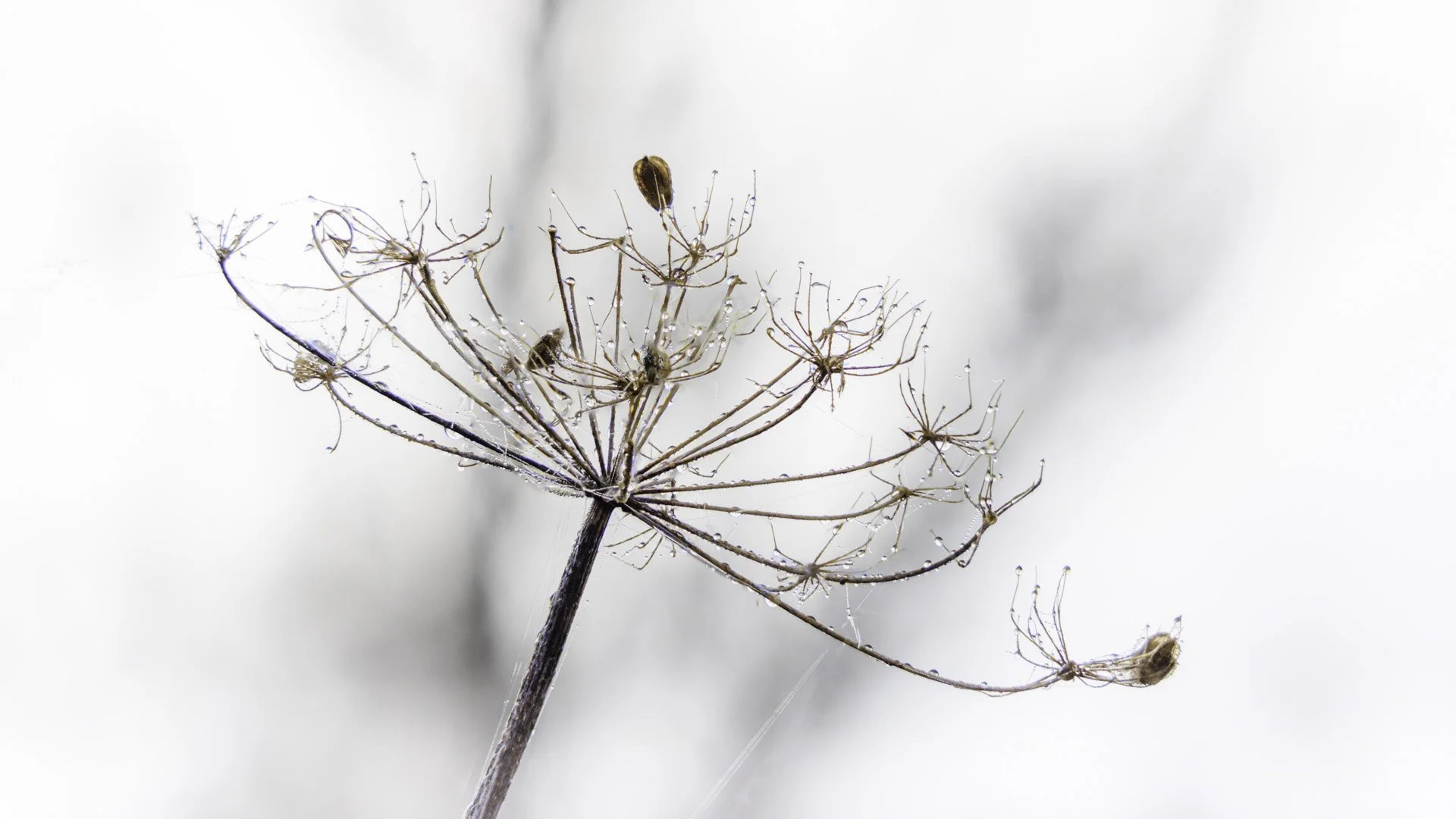 Freek 02_R5D2865 2025-12-26 13-02-19 (B,R8,S4).jpg