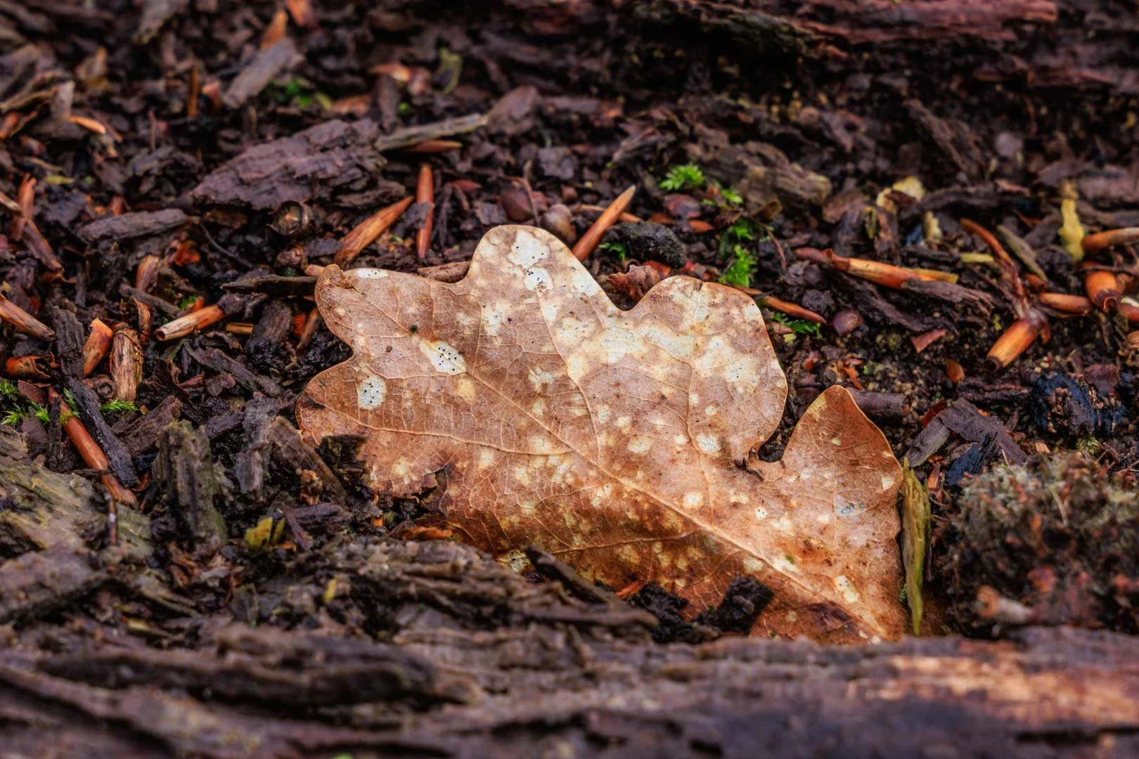 Freek 06_R5D4250.jpg