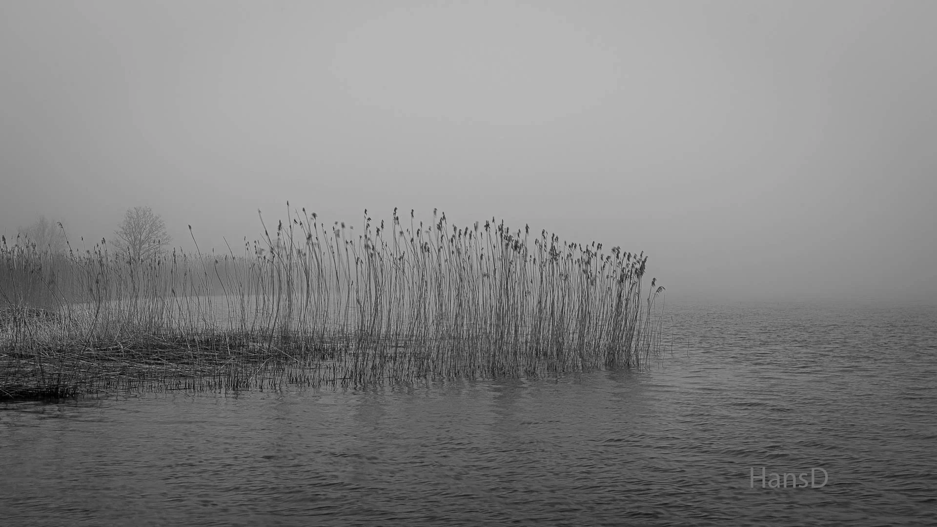 HansD_2026050801.jpg