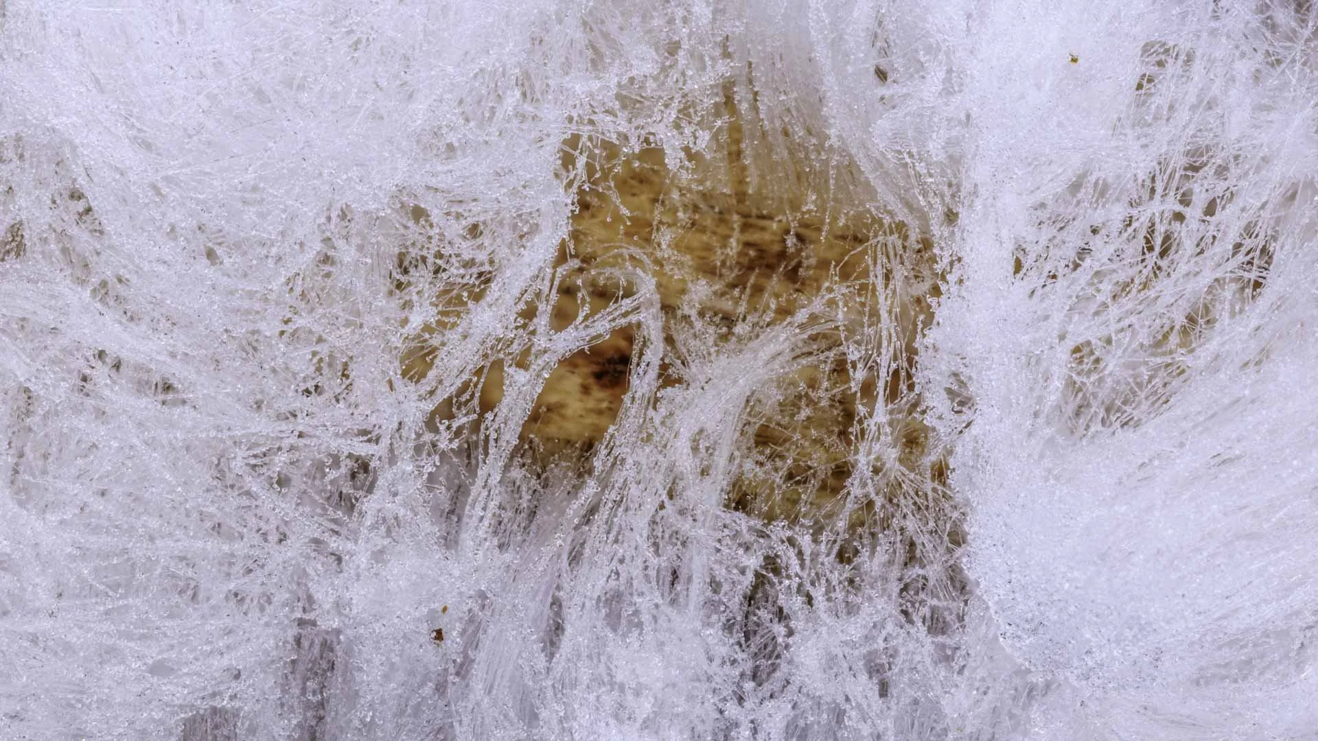 Freek 09_R5D3671 2026-01-20 16-18-15 (B,R8,S4).jpg