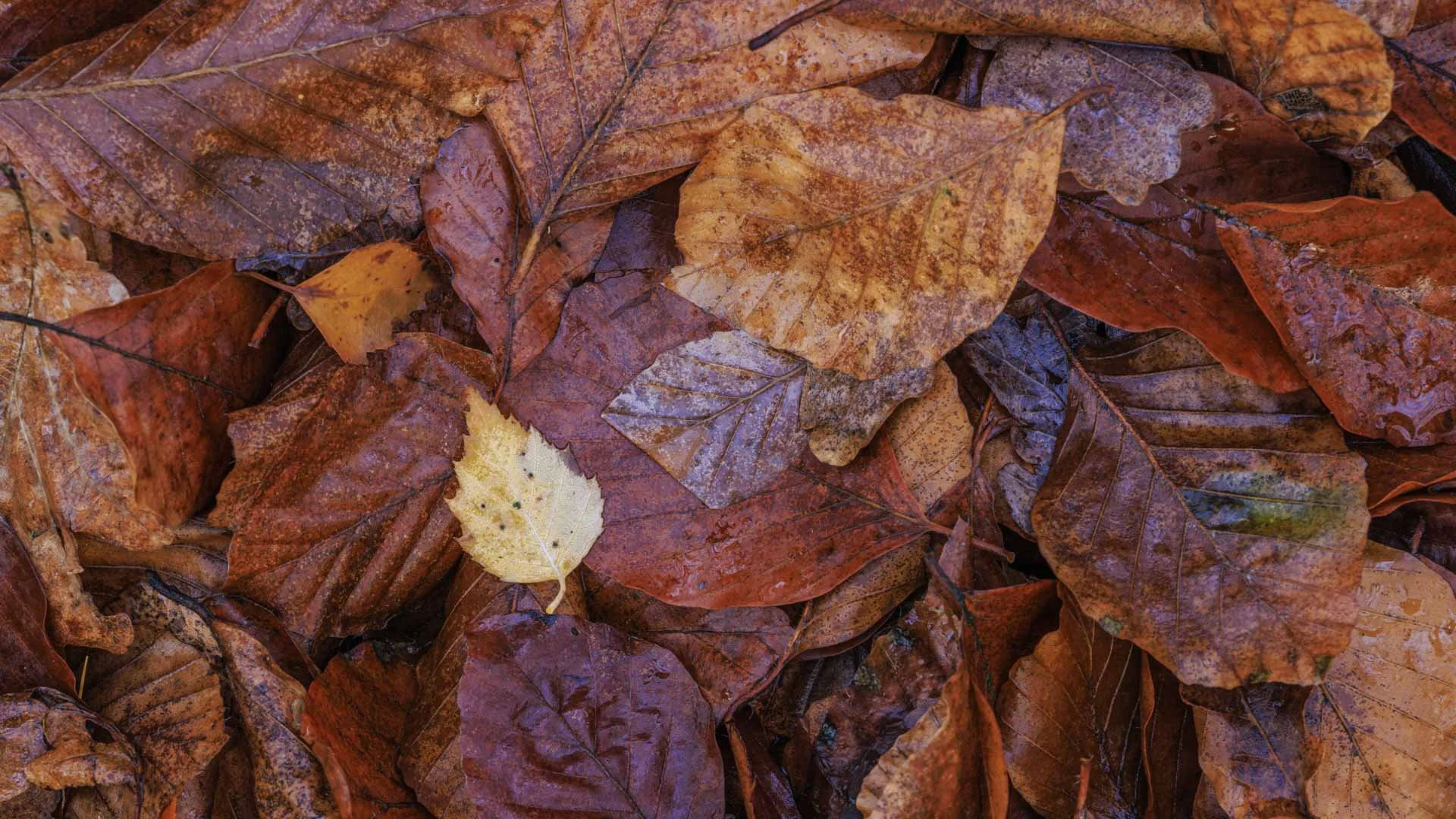 Freek 09_R5D2658.jpg