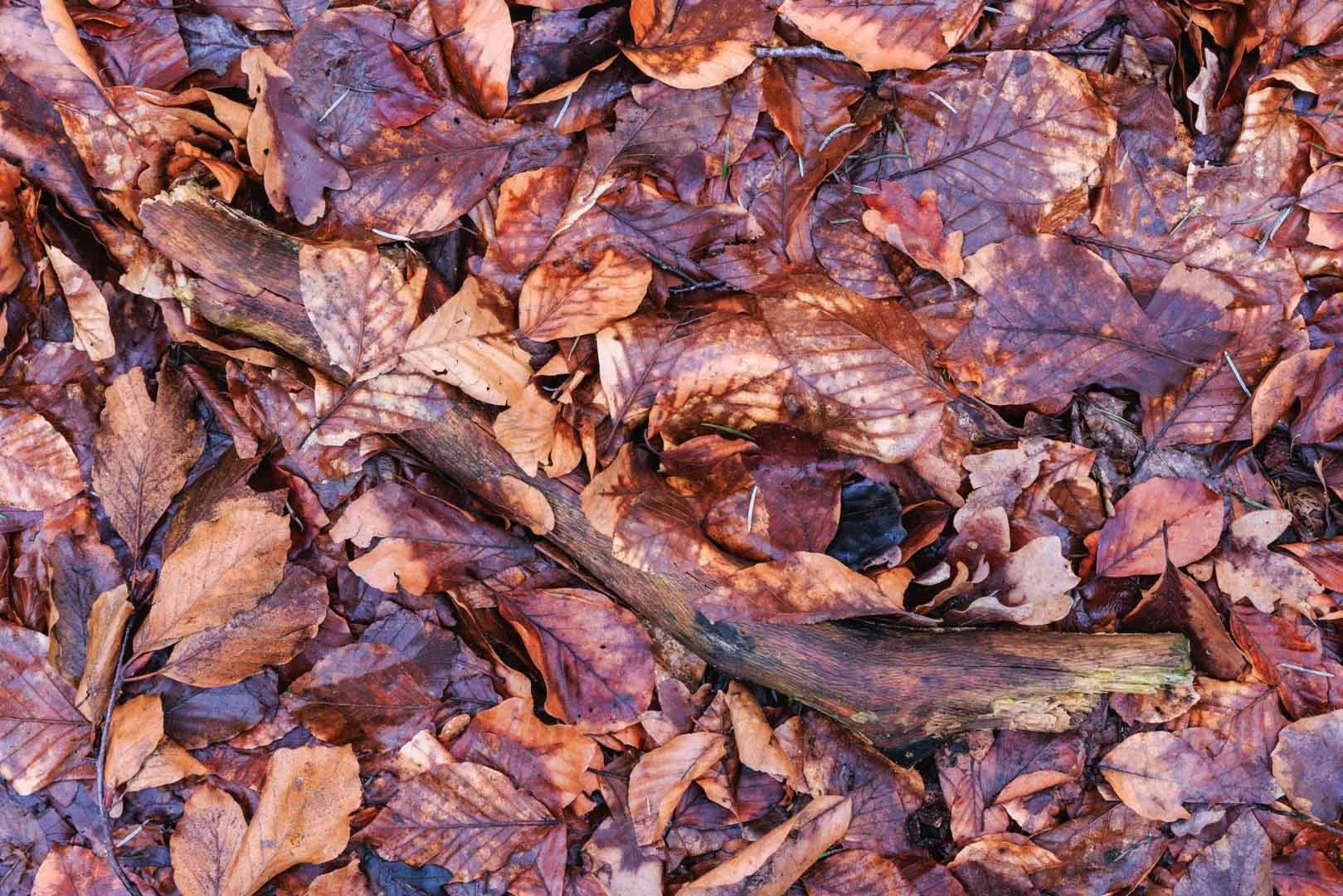 Freek 05_R5D4211.jpg