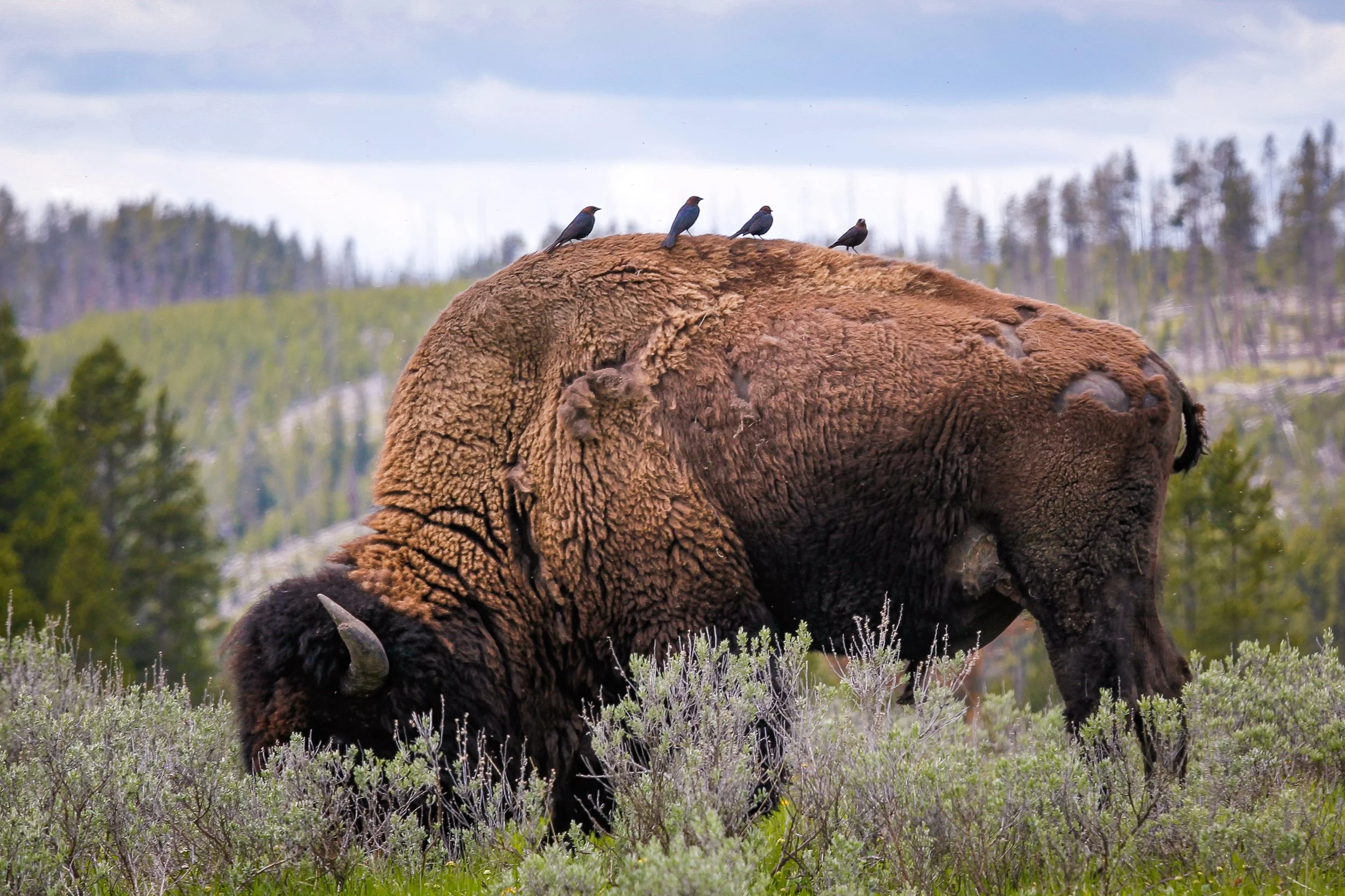 Buffalo - Yellowstone National Park-001.jpg