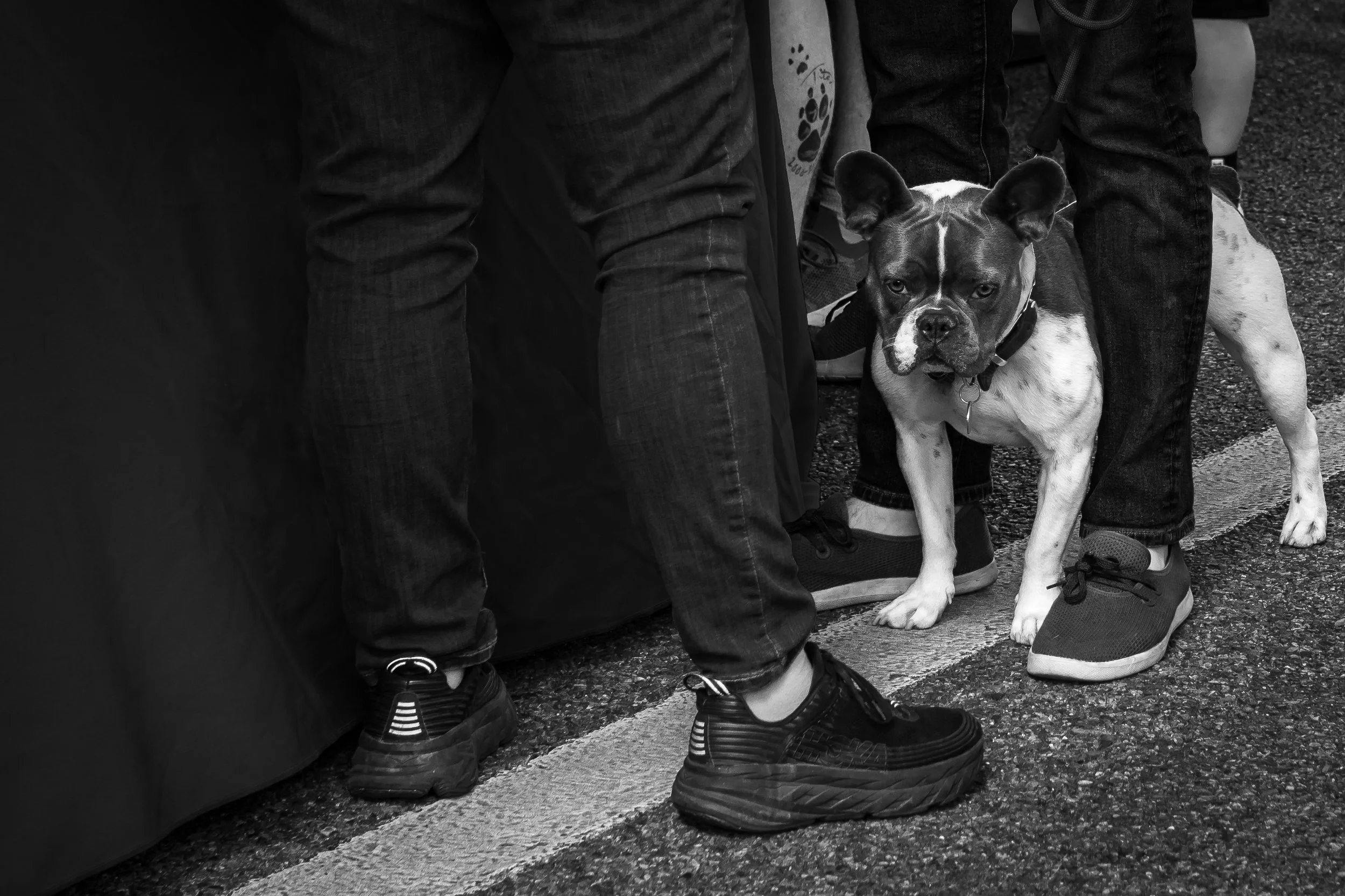FrenchBulldog-001.jpg