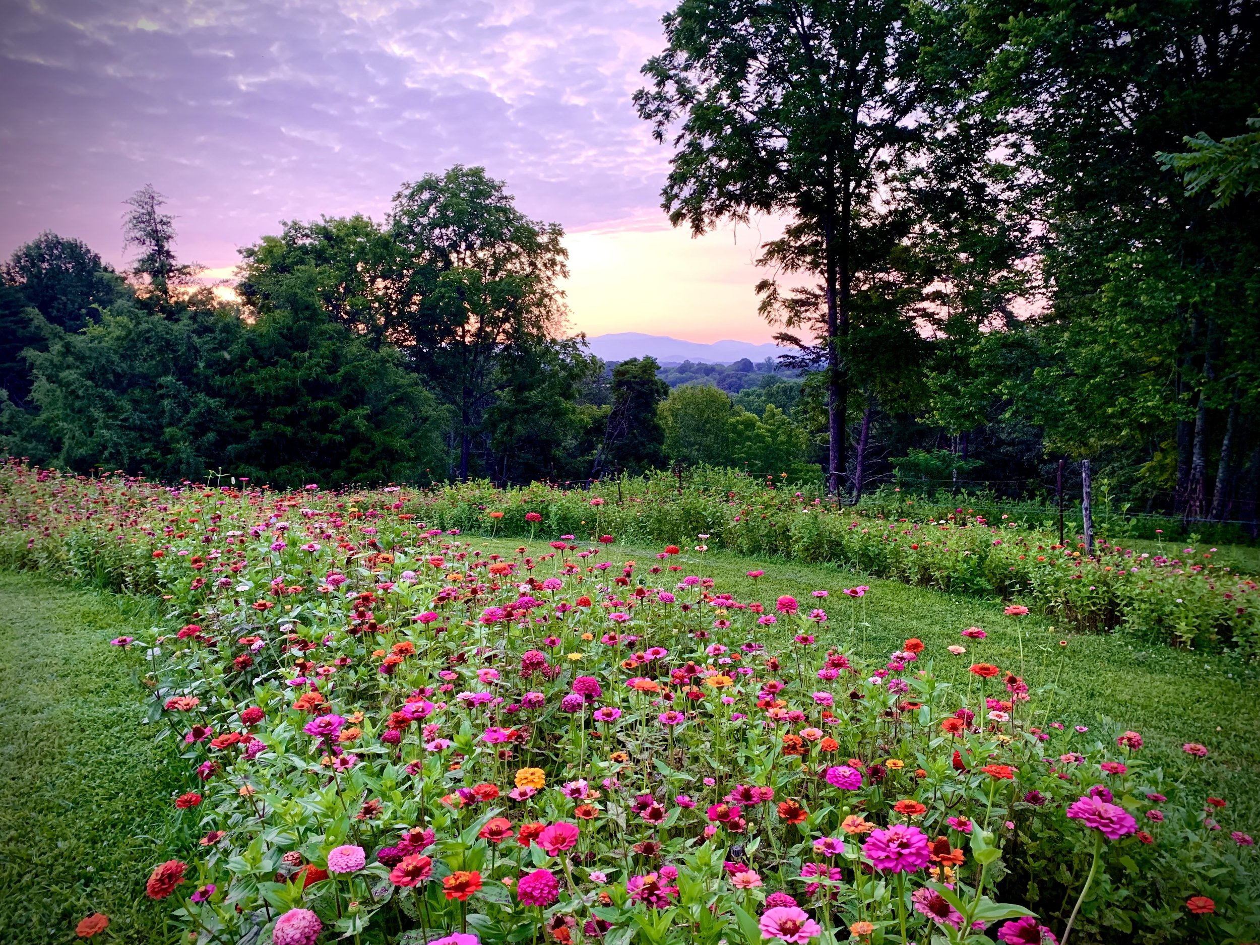 The Wildflower Farm